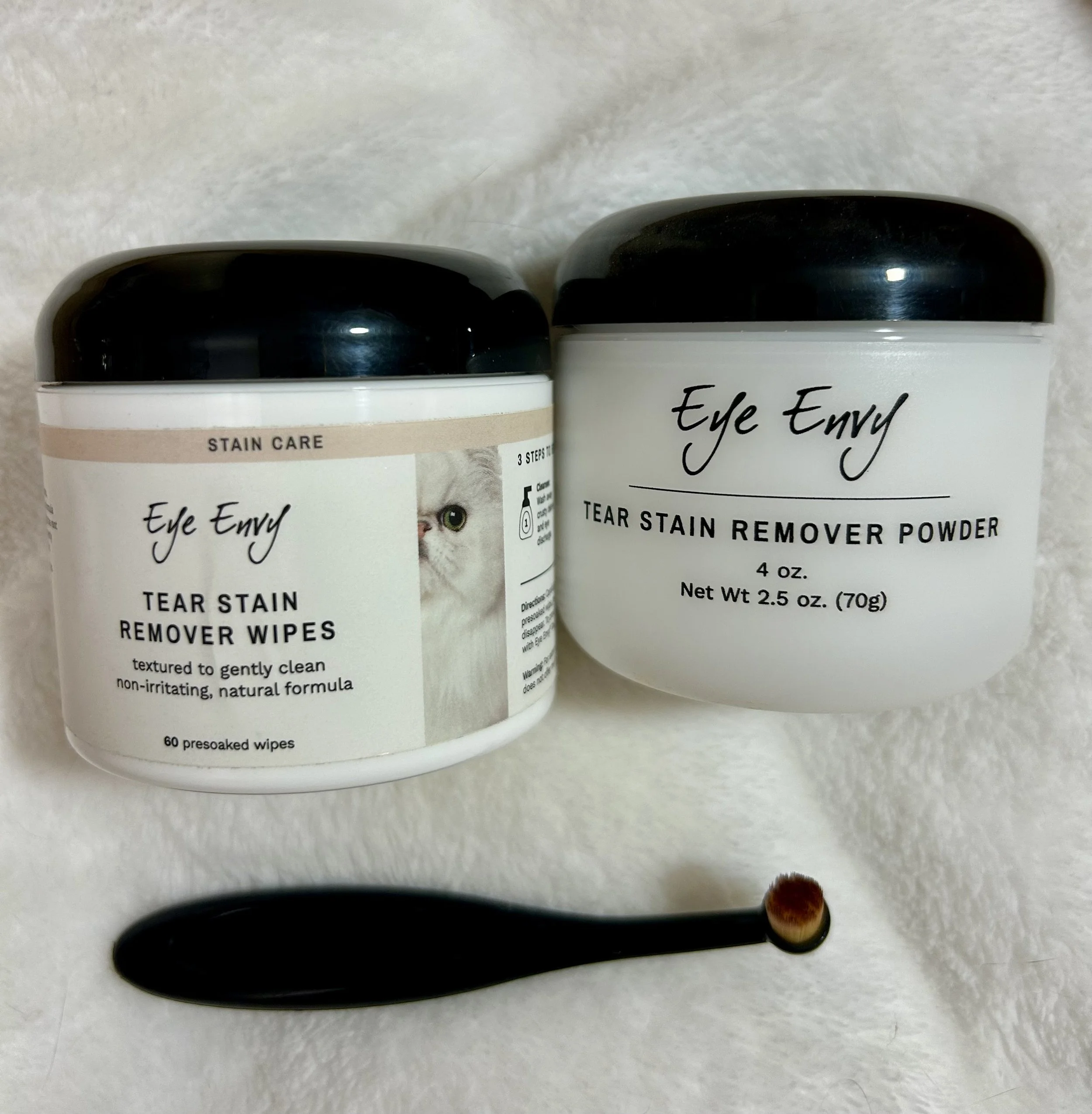 Cute British Scottish Fold Straight Kitten For Sale In Vancouver Portland Seattle USA