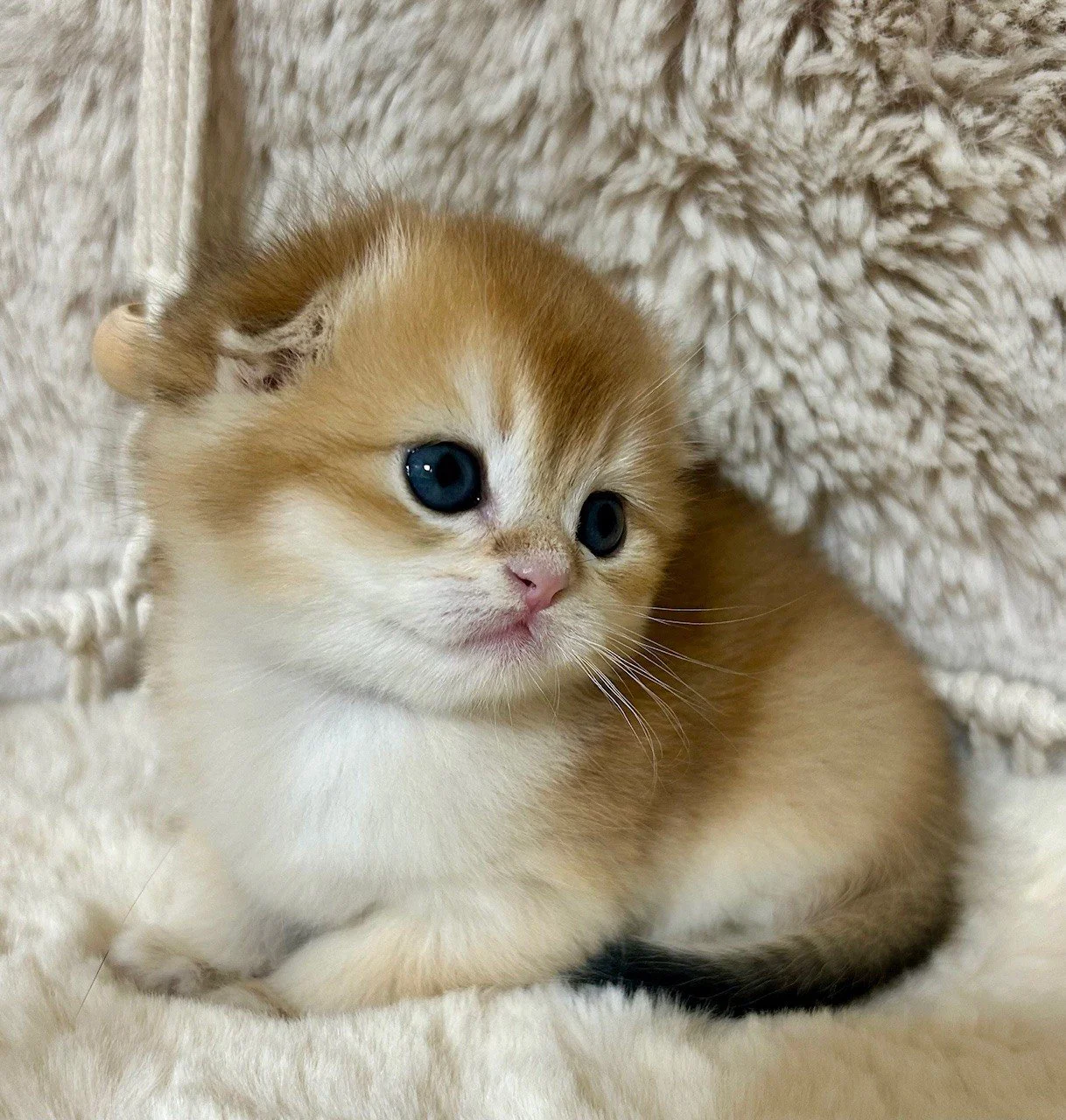 Cute British Scottish Fold Straight Kitten For Sale In Vancouver Portland Seattle USA 