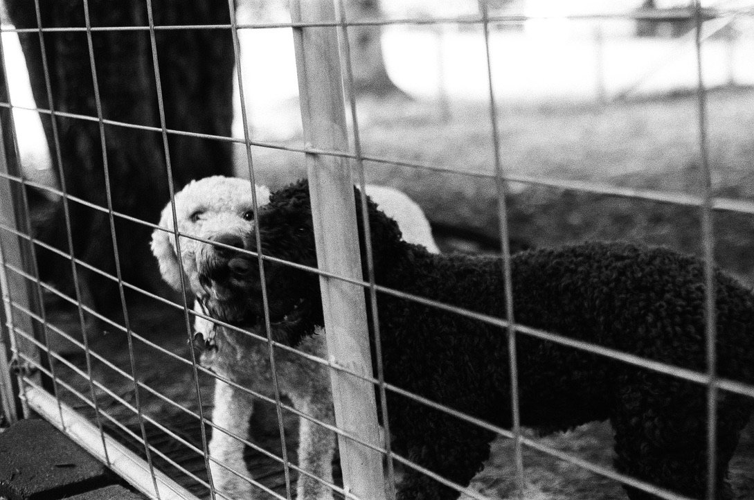 Tennessee: Black and White Film