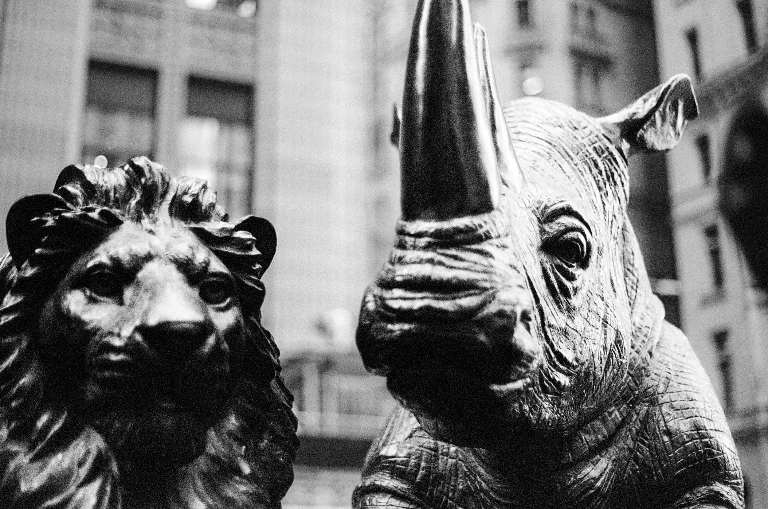 A Rhino and a Lion Walk Into a Bar.jpg