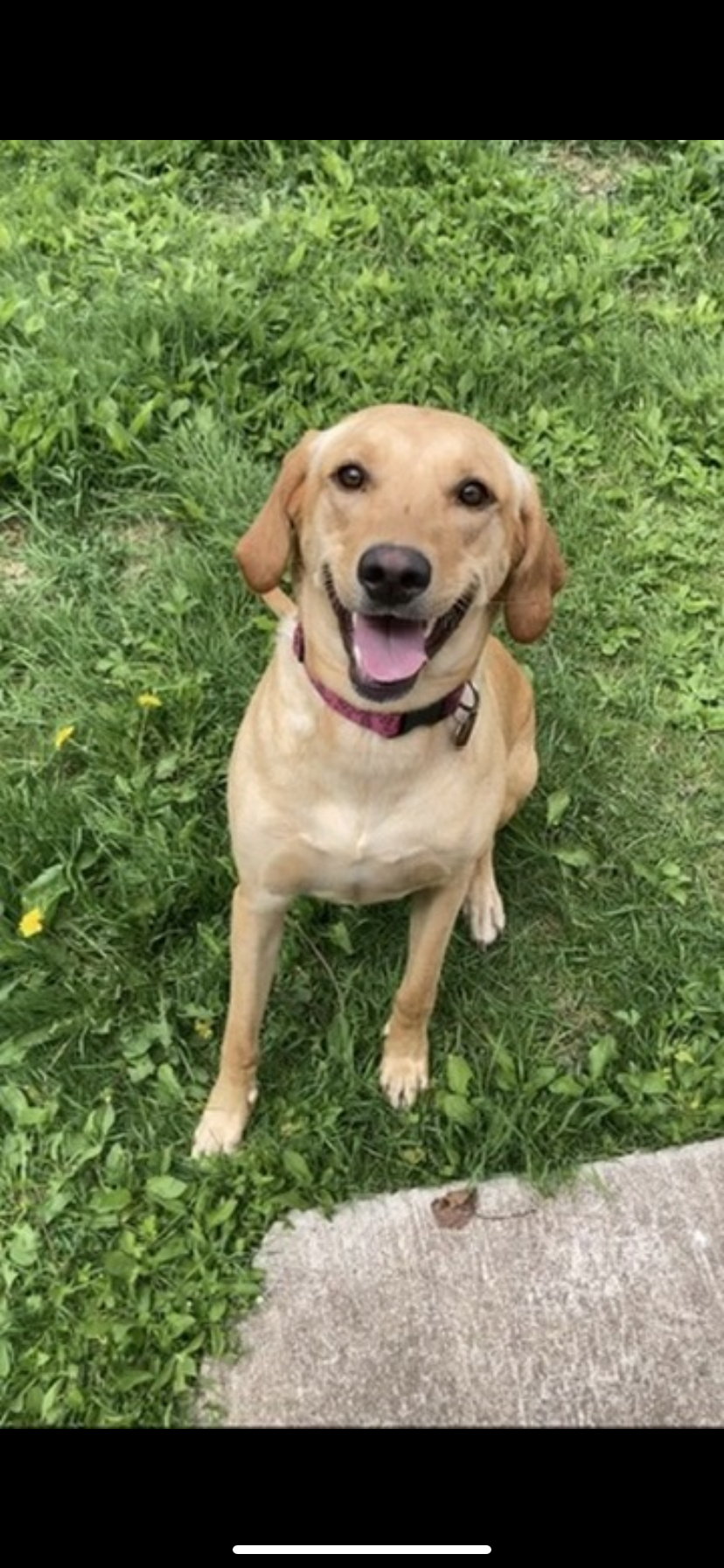 Neuroscience of Reward: How Different Types of Rewards Affect Dog Training Outcomes