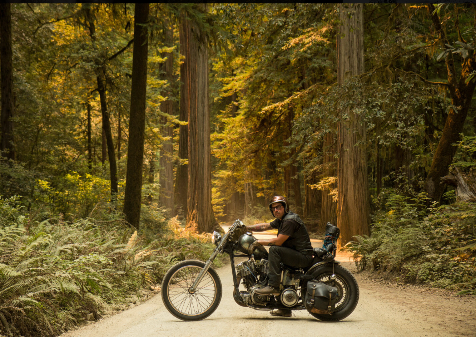 Redwoods.png