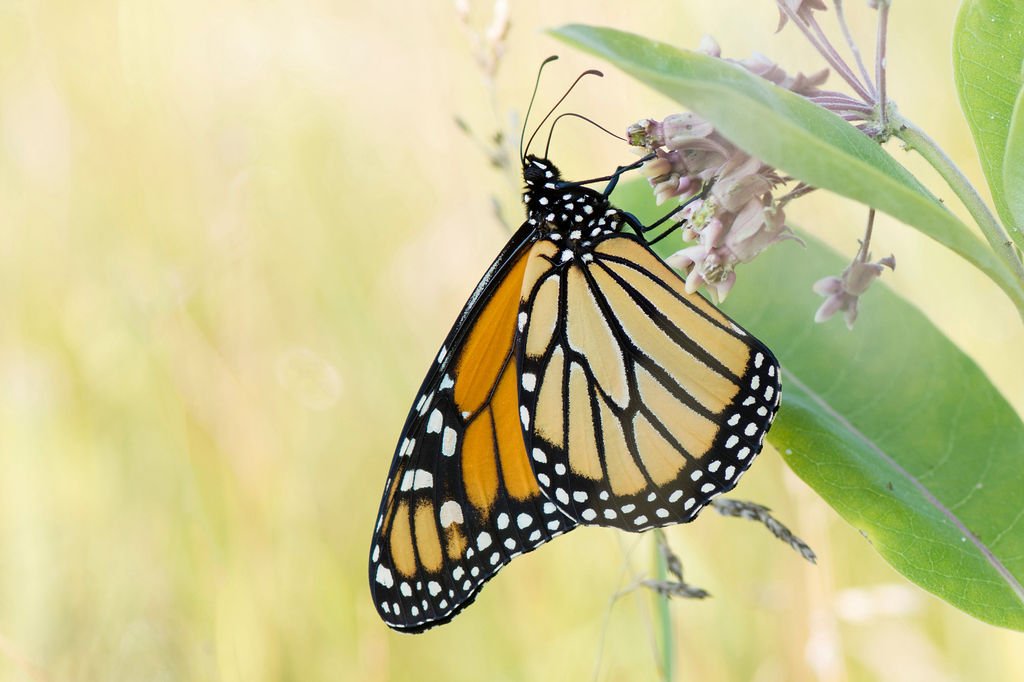 Monarch on Milkweed