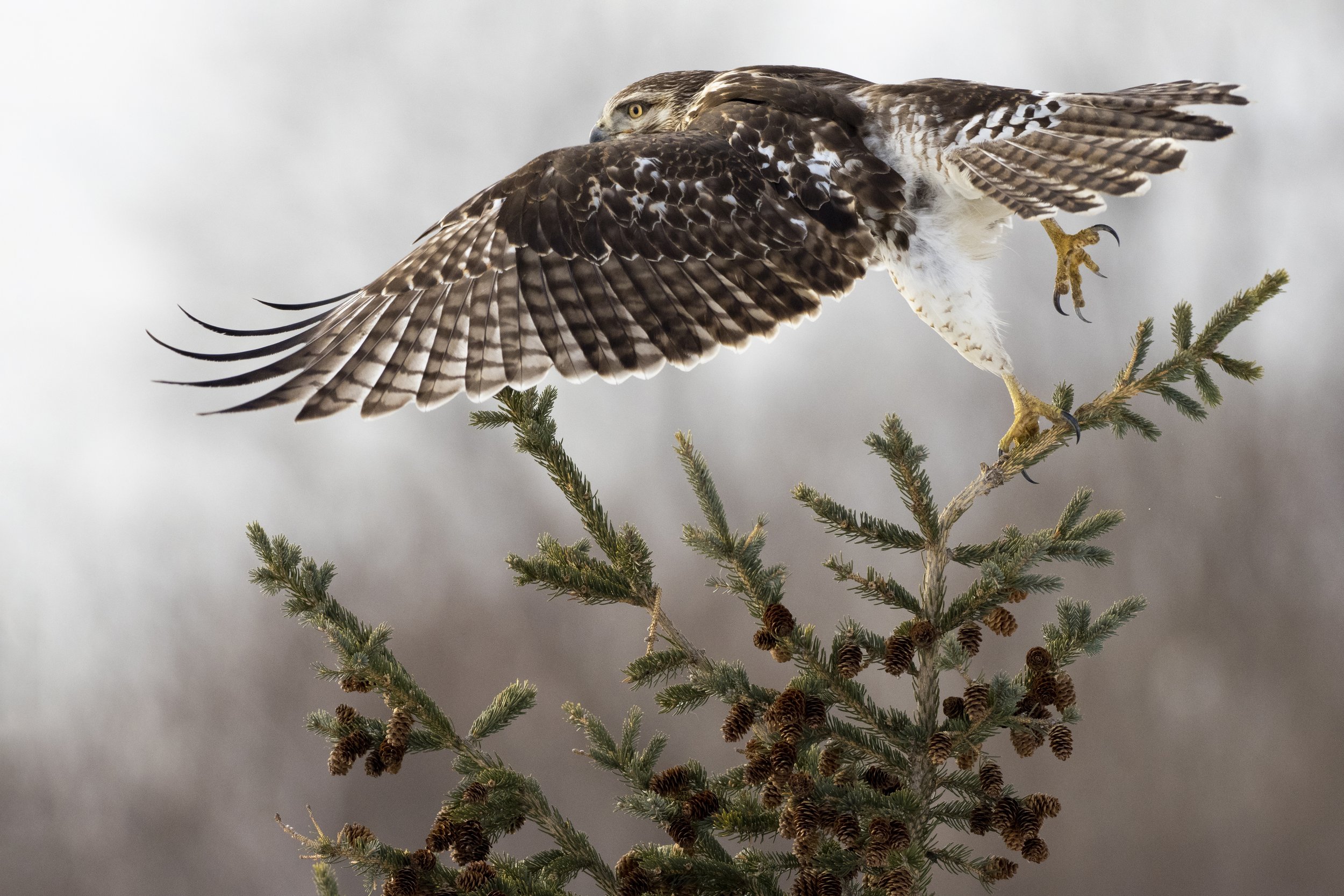 Red Hawk Take Off