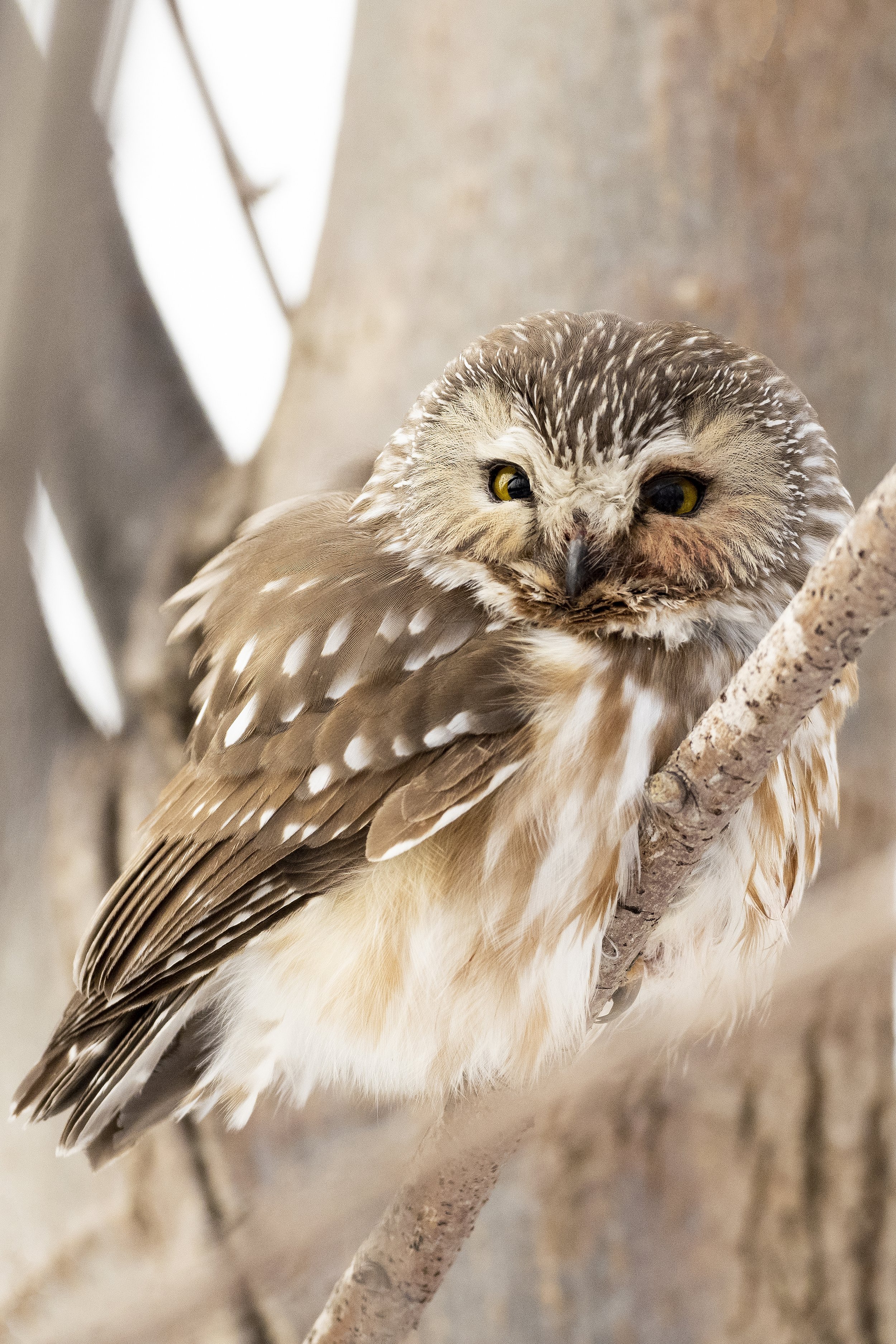 Saw Whet Owl
