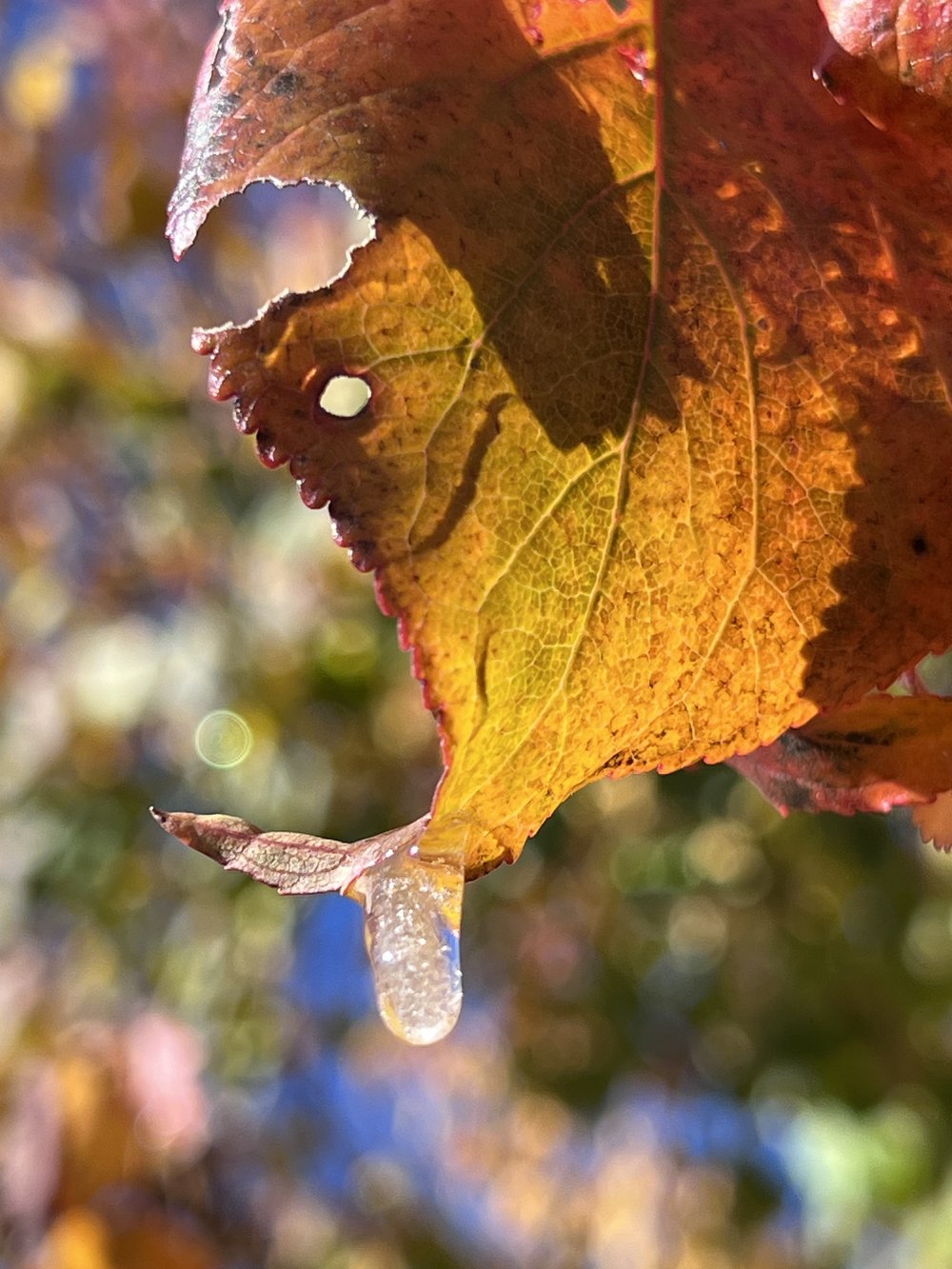 frosty fall leaves.jpg