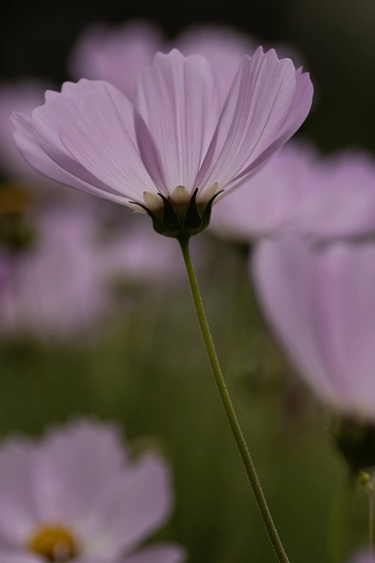 Color Photography: Transition