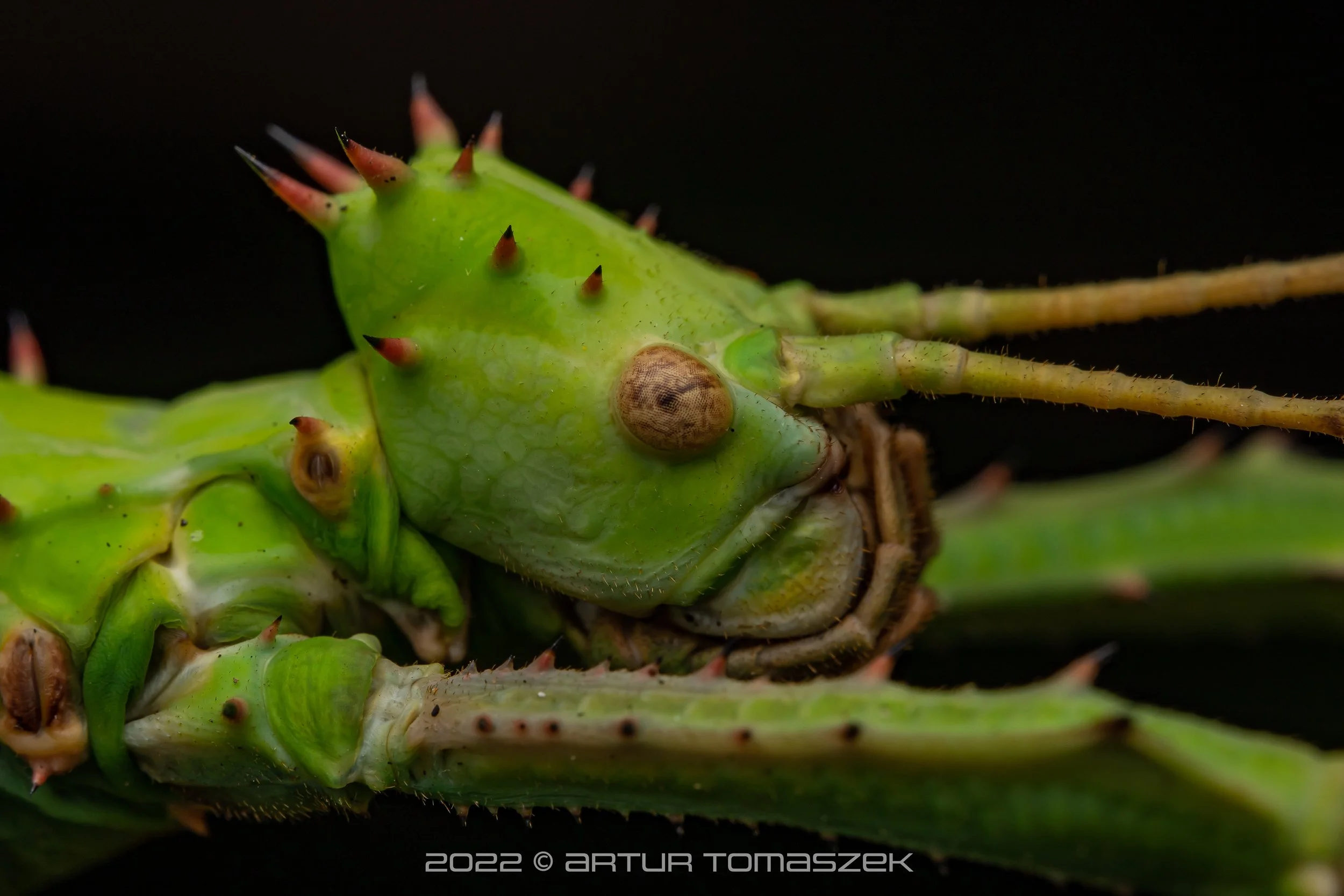 Heteropteryx dilatata
