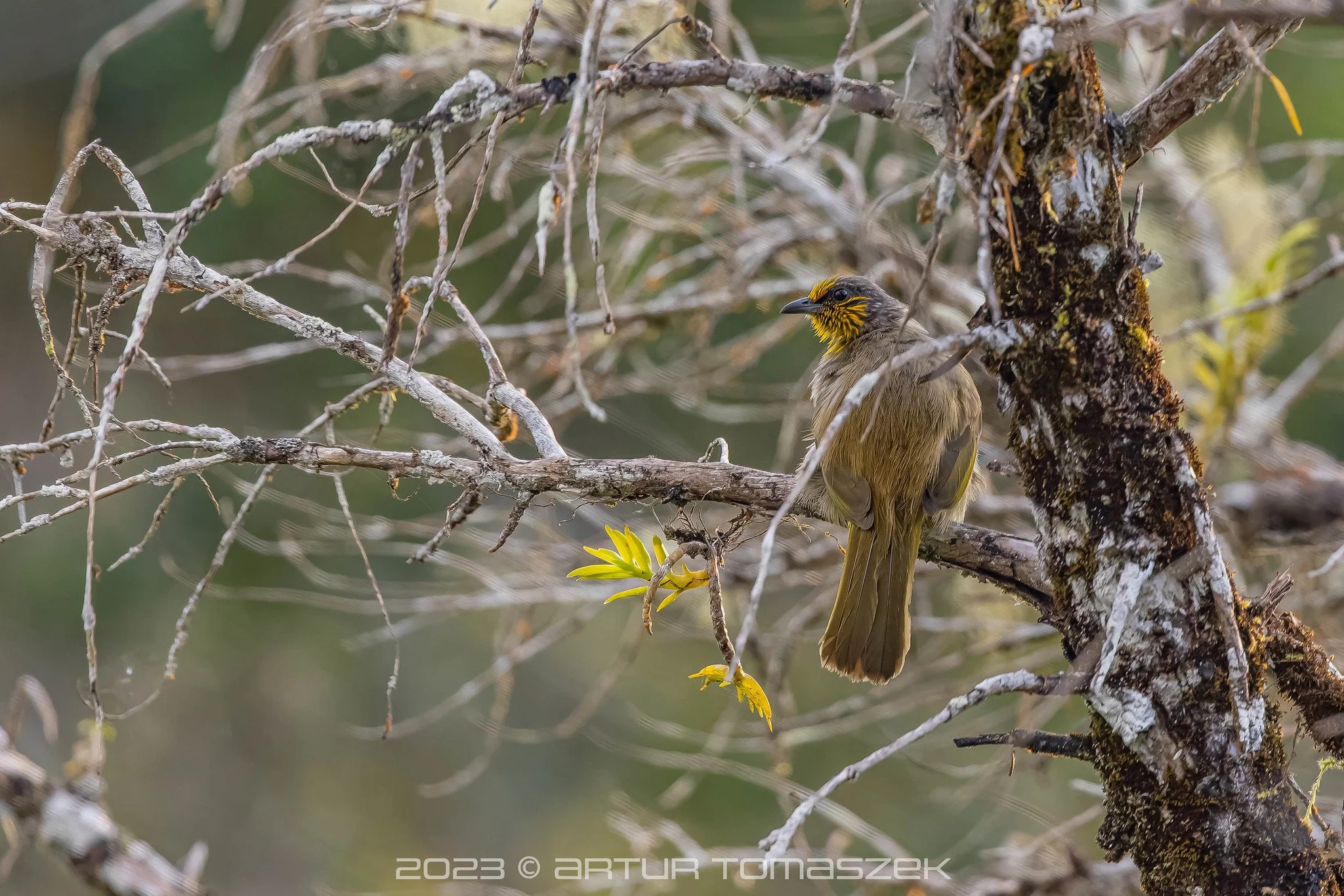 Pycnonotus finlaysoni 