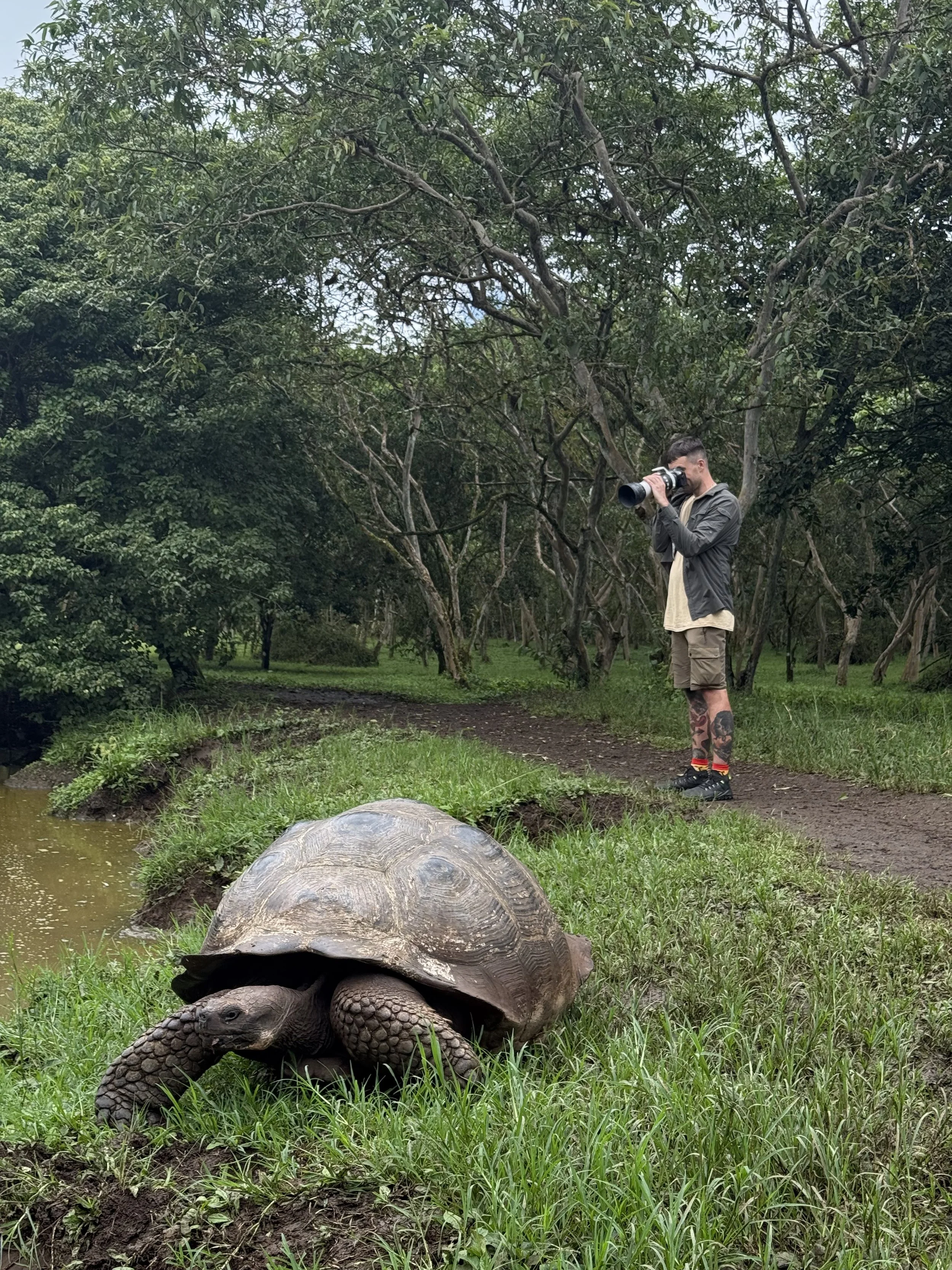 Galapagos giant tortoise.