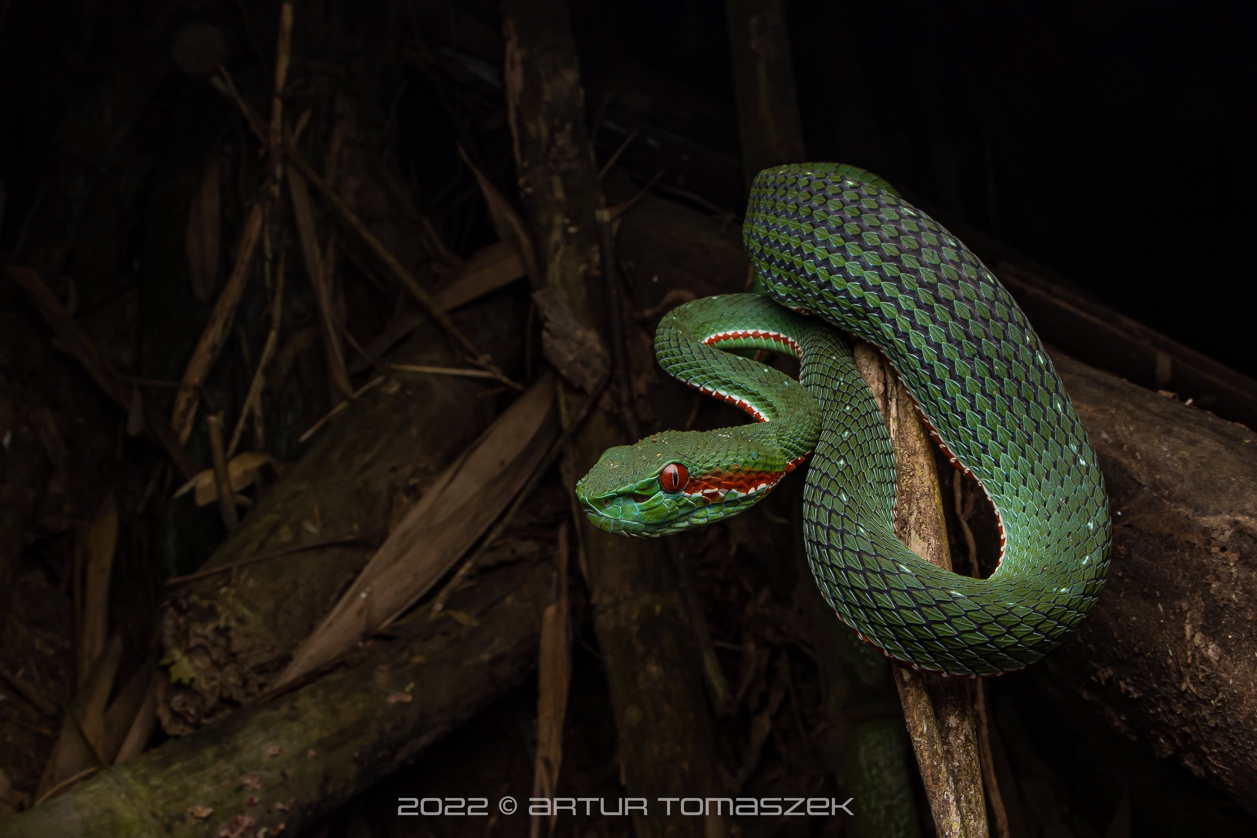 kaeng Trimeresurus popeiorum.jpg