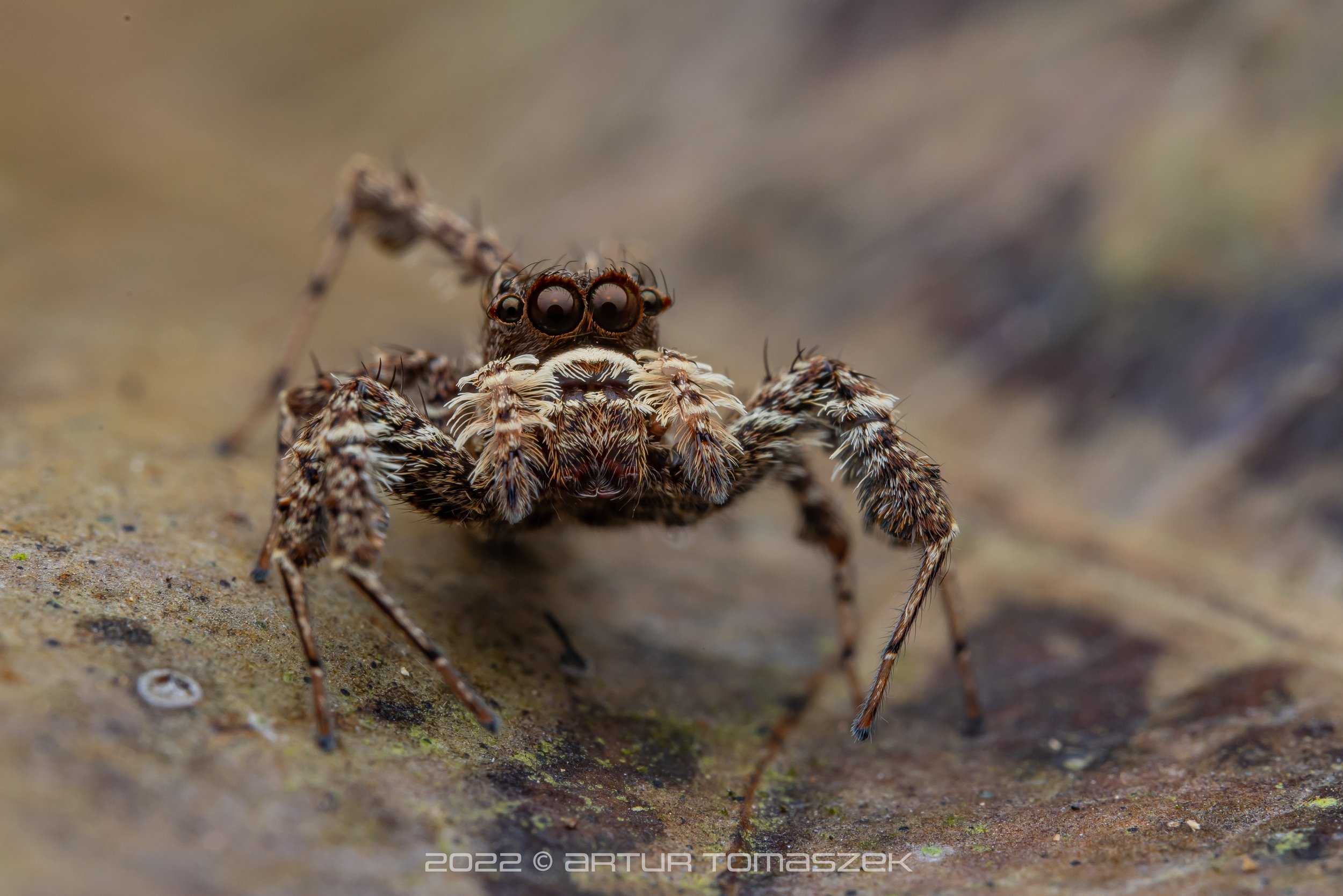 keang Portia sp..jpg