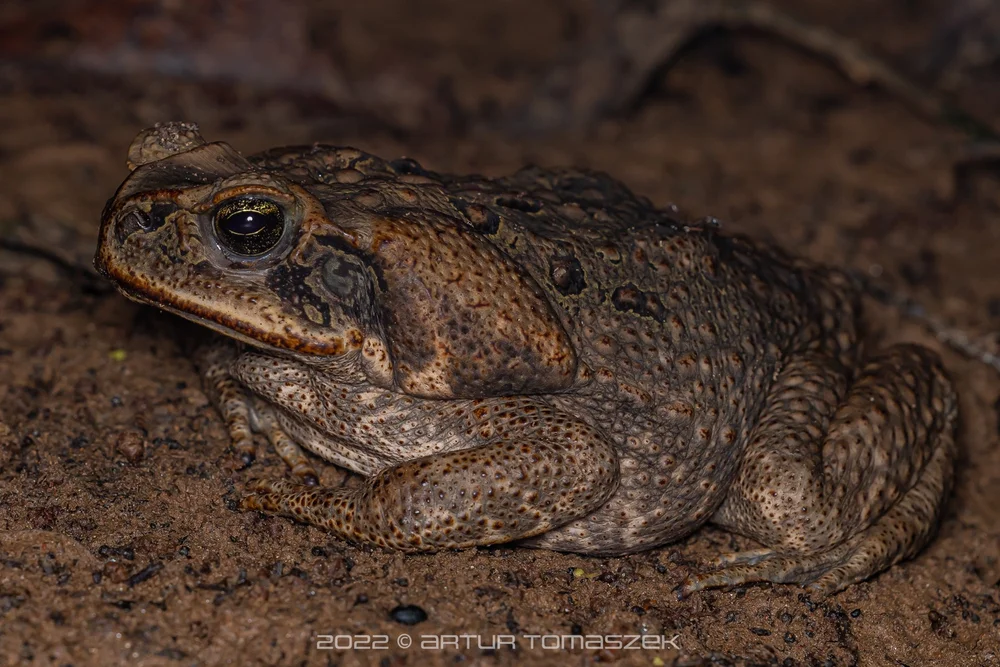 toad.jpg