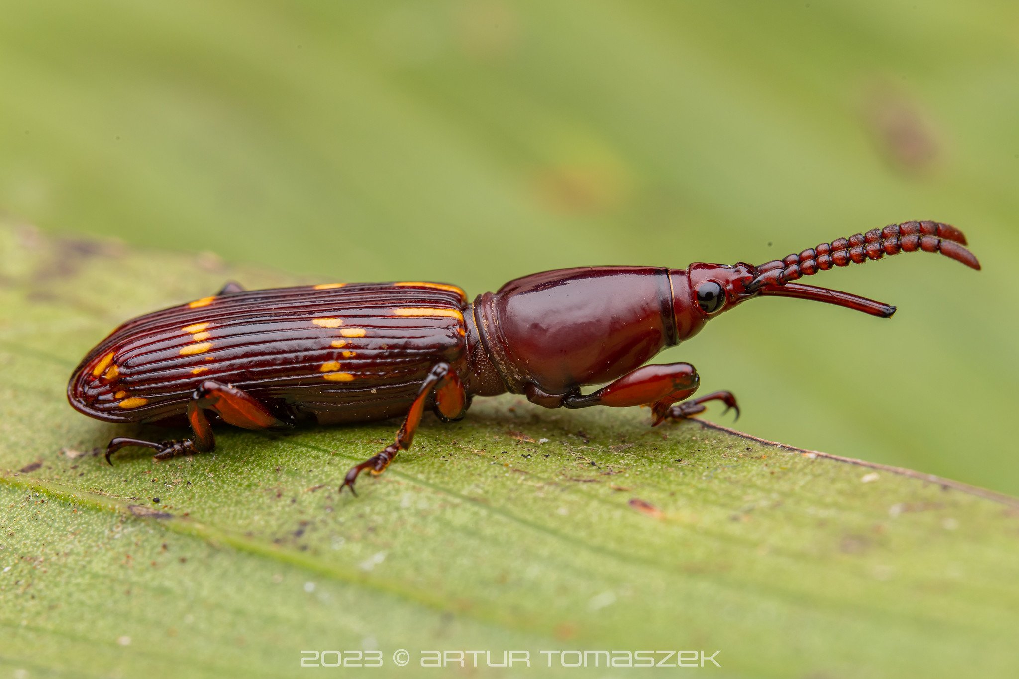 HIGHLAND Curculionidae1.jpg