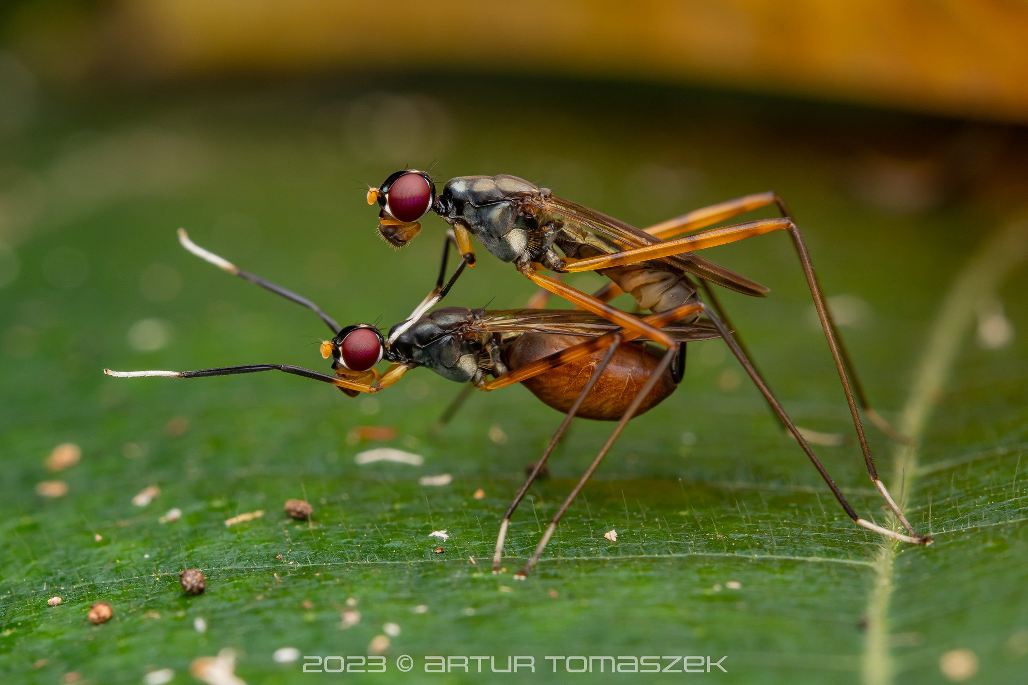 HIGHLAND Rainieria sp..jpg