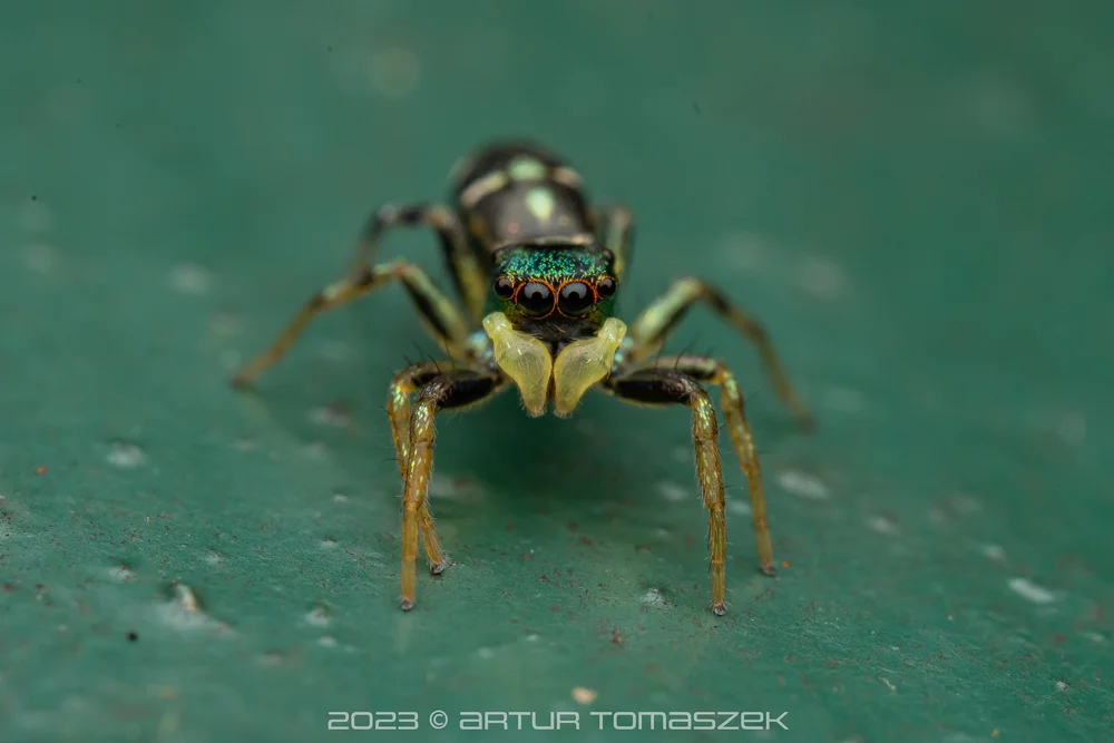LOWLAND Cosmophasis sp..jpg