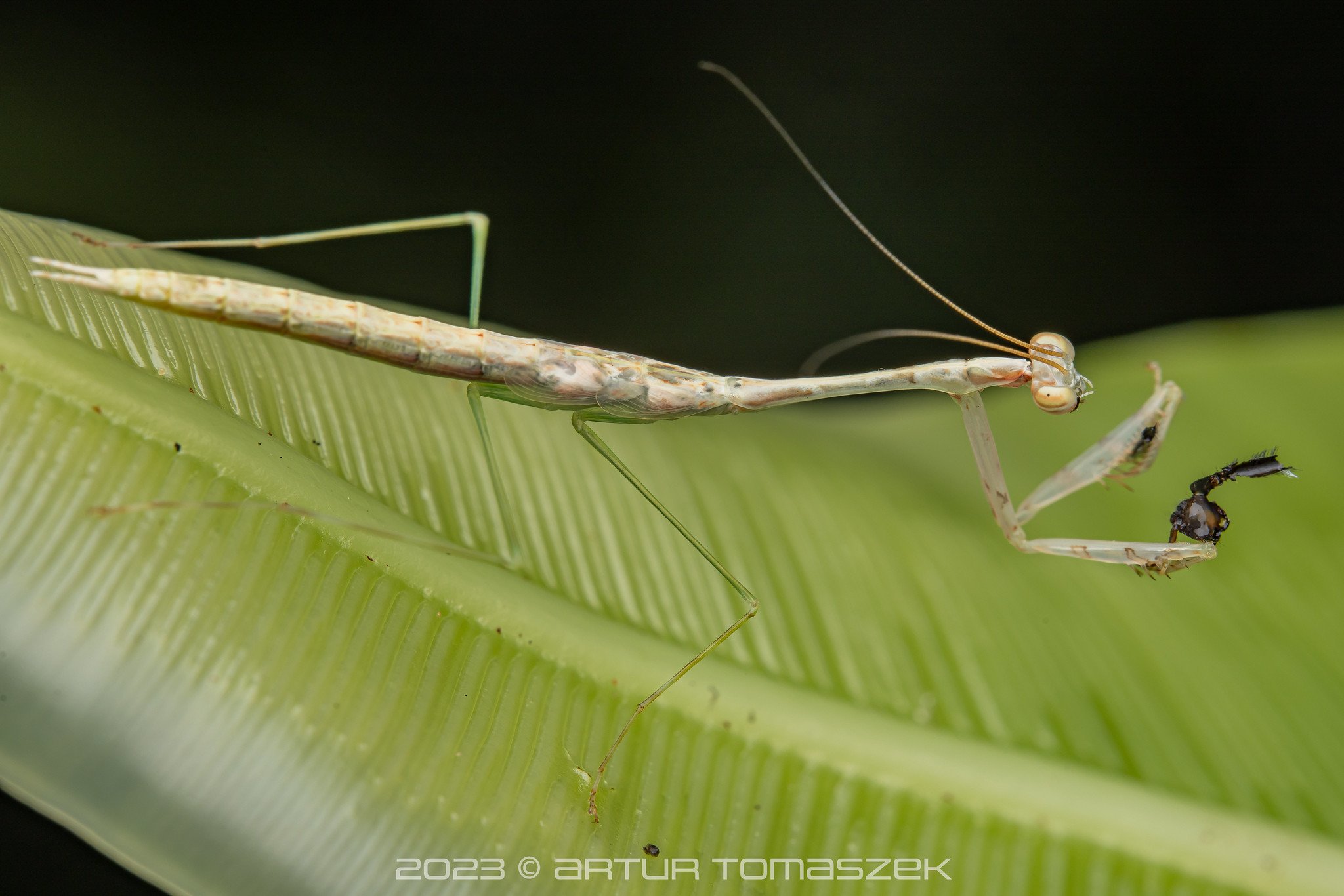 LOWLAND Leptomantella sp..jpg