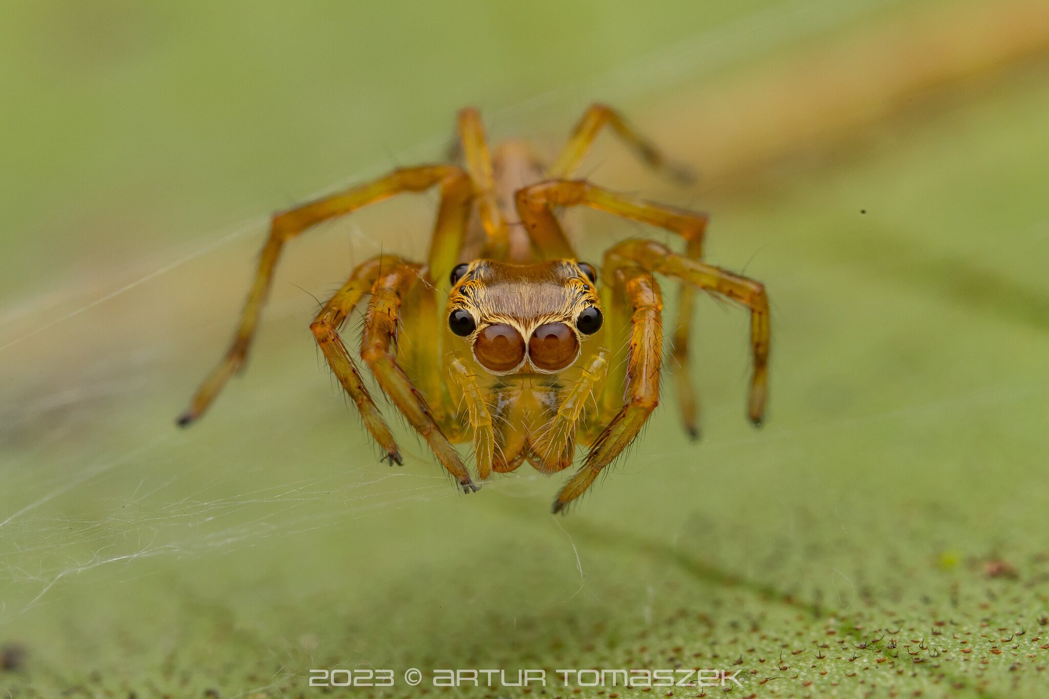 LOWLAND Parabathippus sp..jpg