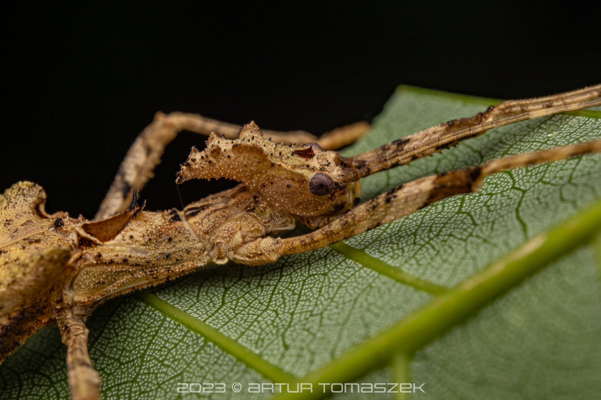 LOWLAND Paraloxopsis korystes.jpg