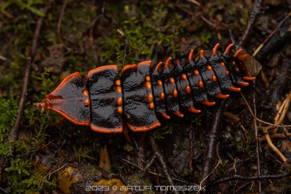 LOWLAND Platerodrilus sp..jpg