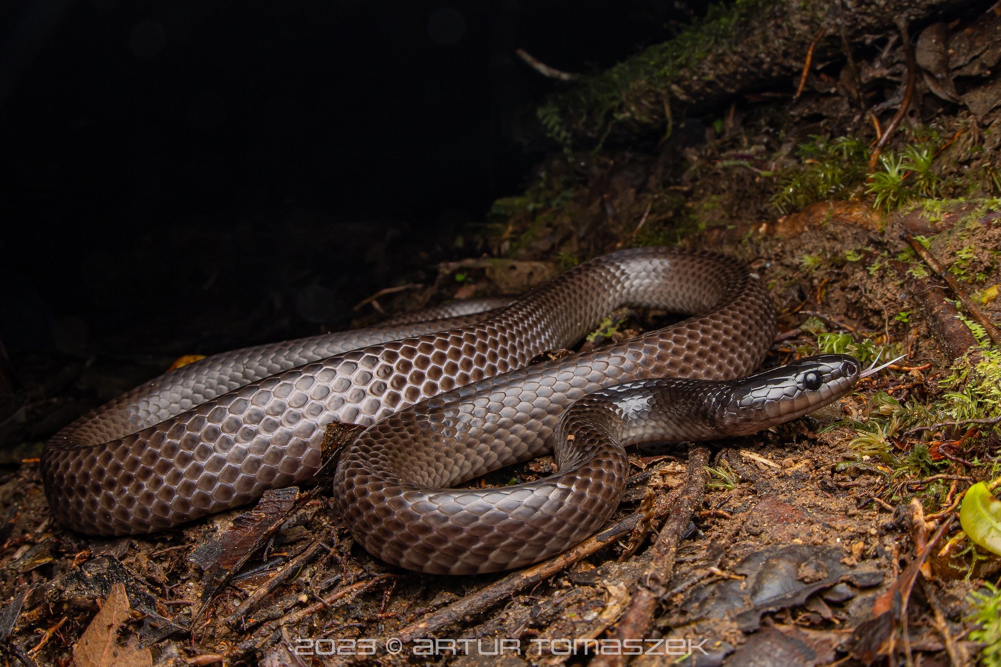 Stegonotus caligocephalus.jpg