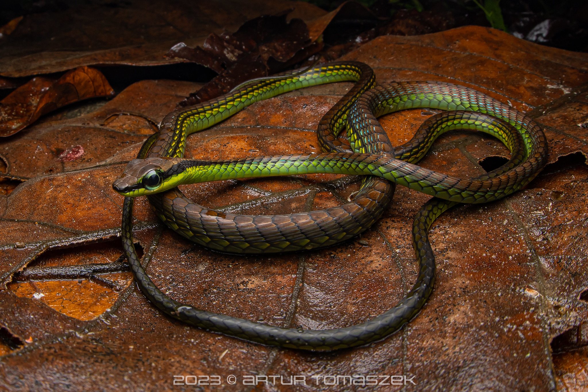 Dendrelaphis formosus.jpg