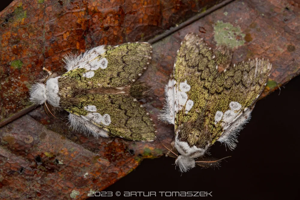 Syntypistis sp..jpg