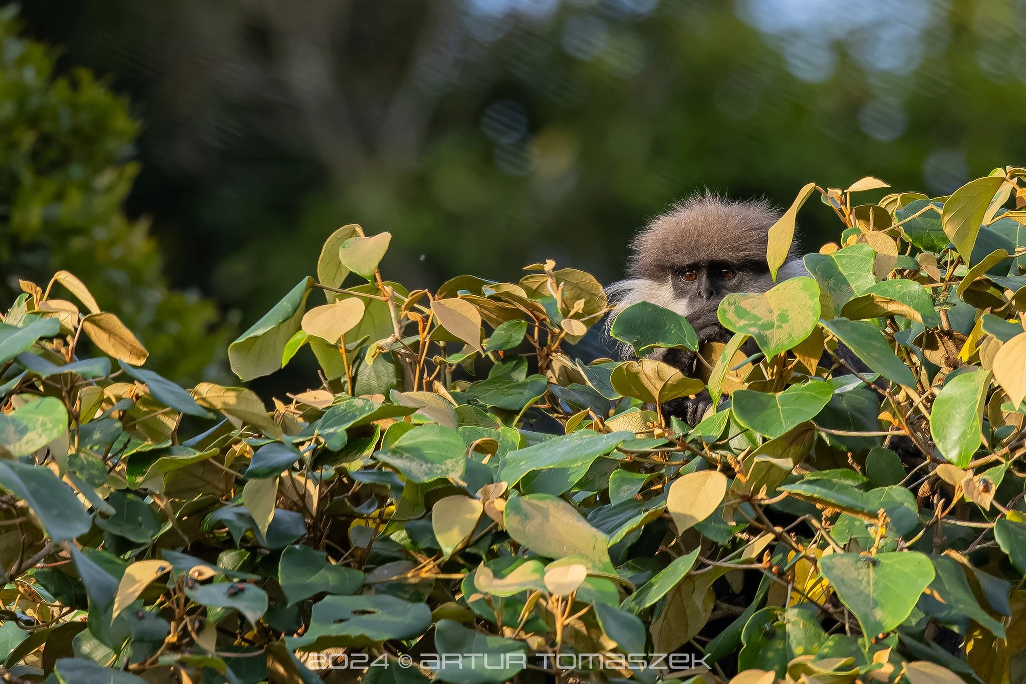Semnopithecus vetulus