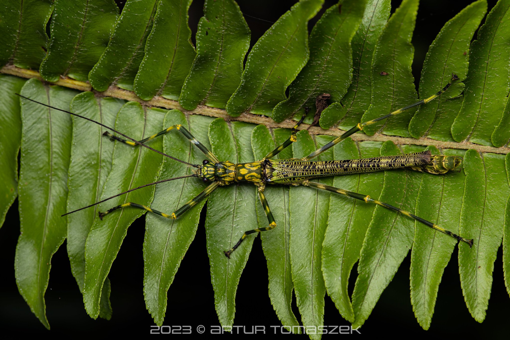 Aschiphasma annulipes.jpg