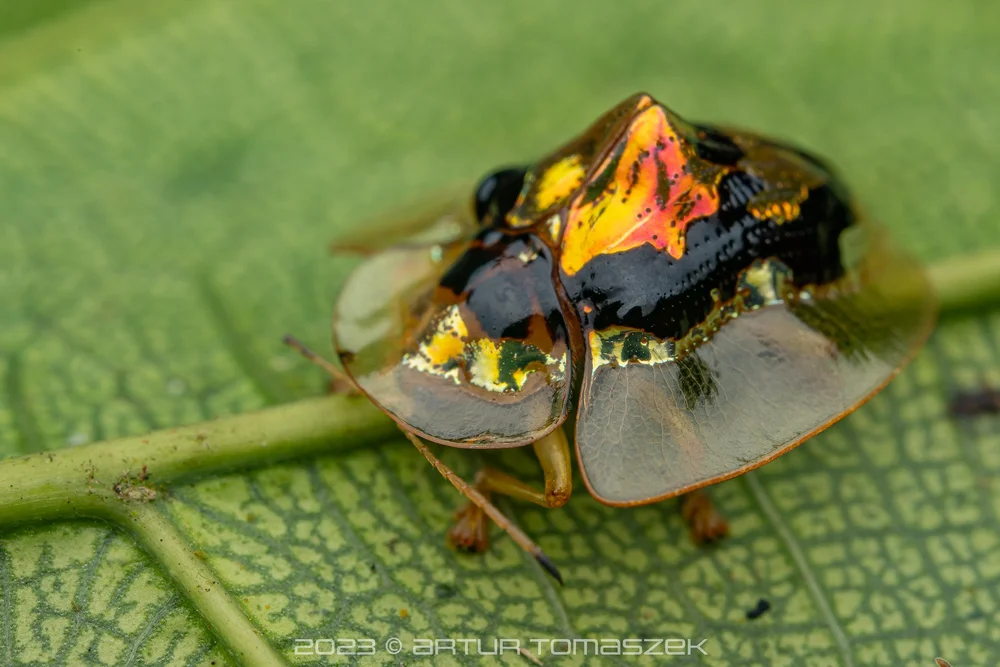 Aspidimorpha sp..jpg