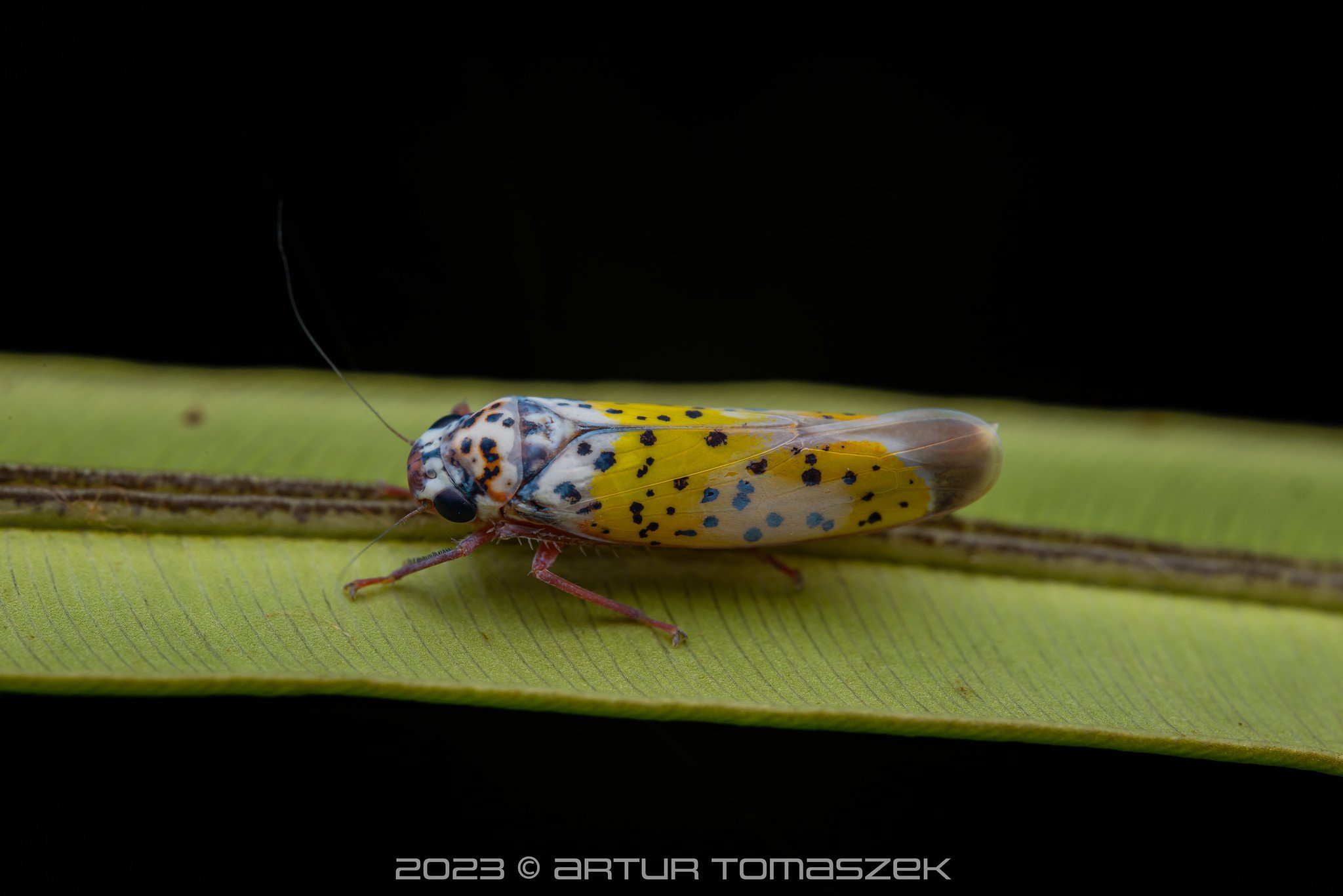 Cicadellidae.jpg