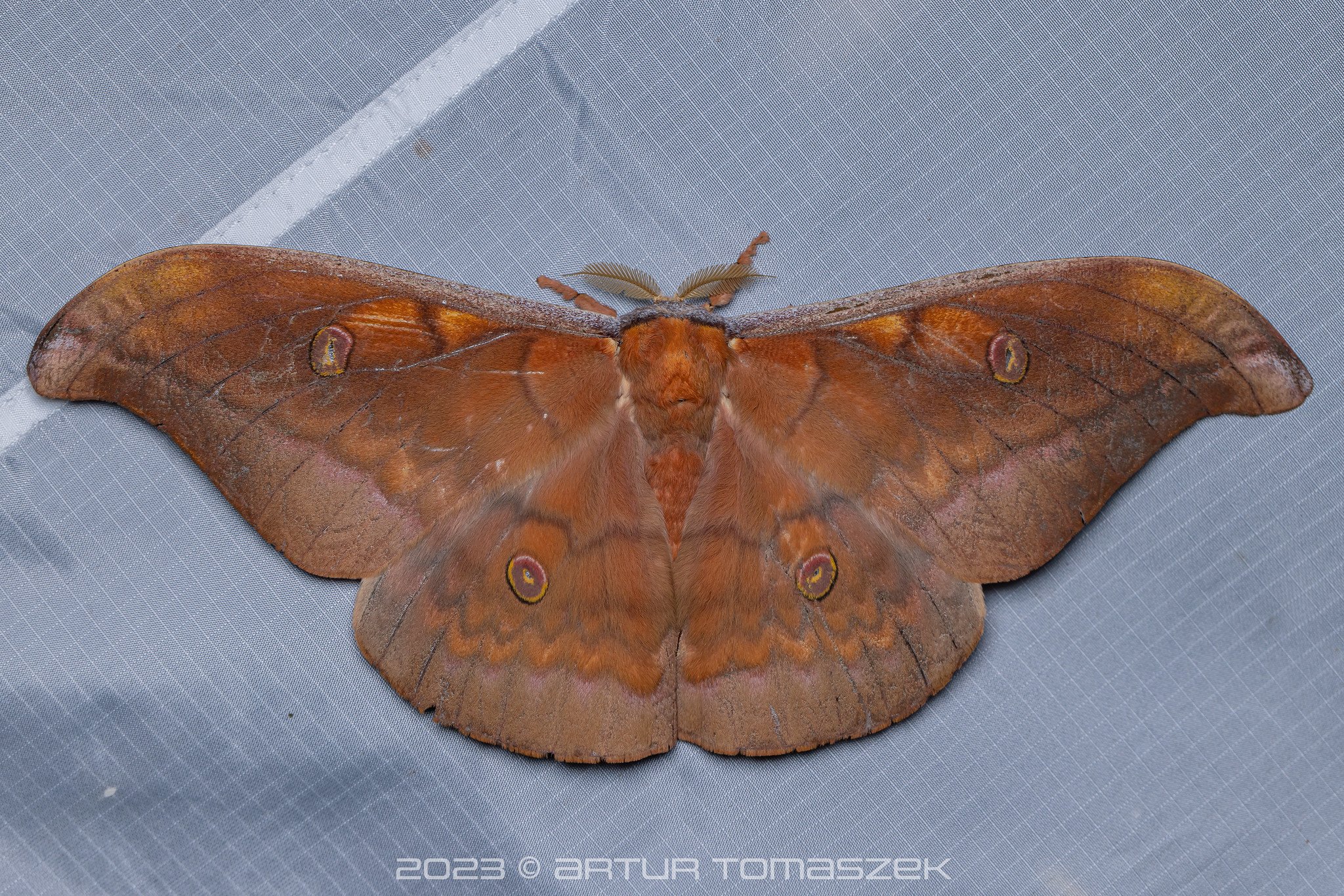 Antheraea sp..jpg