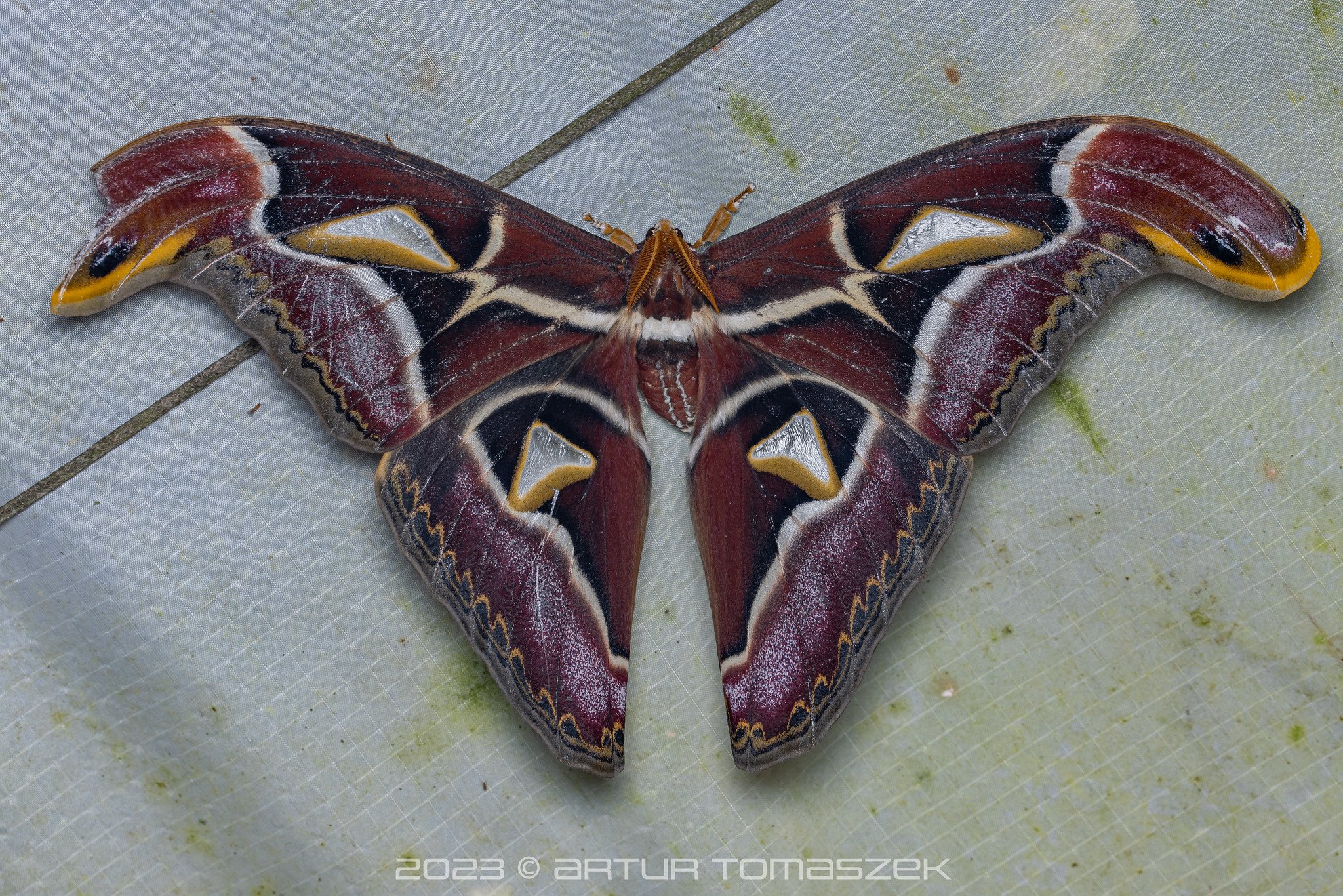 Archaeoattacus edwardsii.jpg