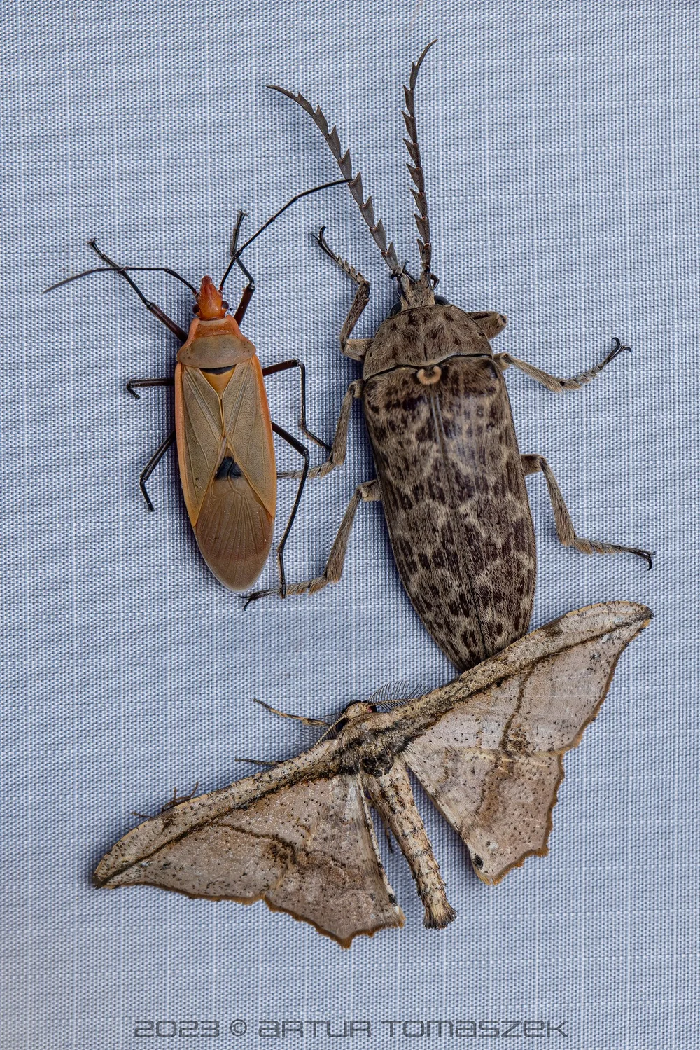 Eulichas sp..jpg