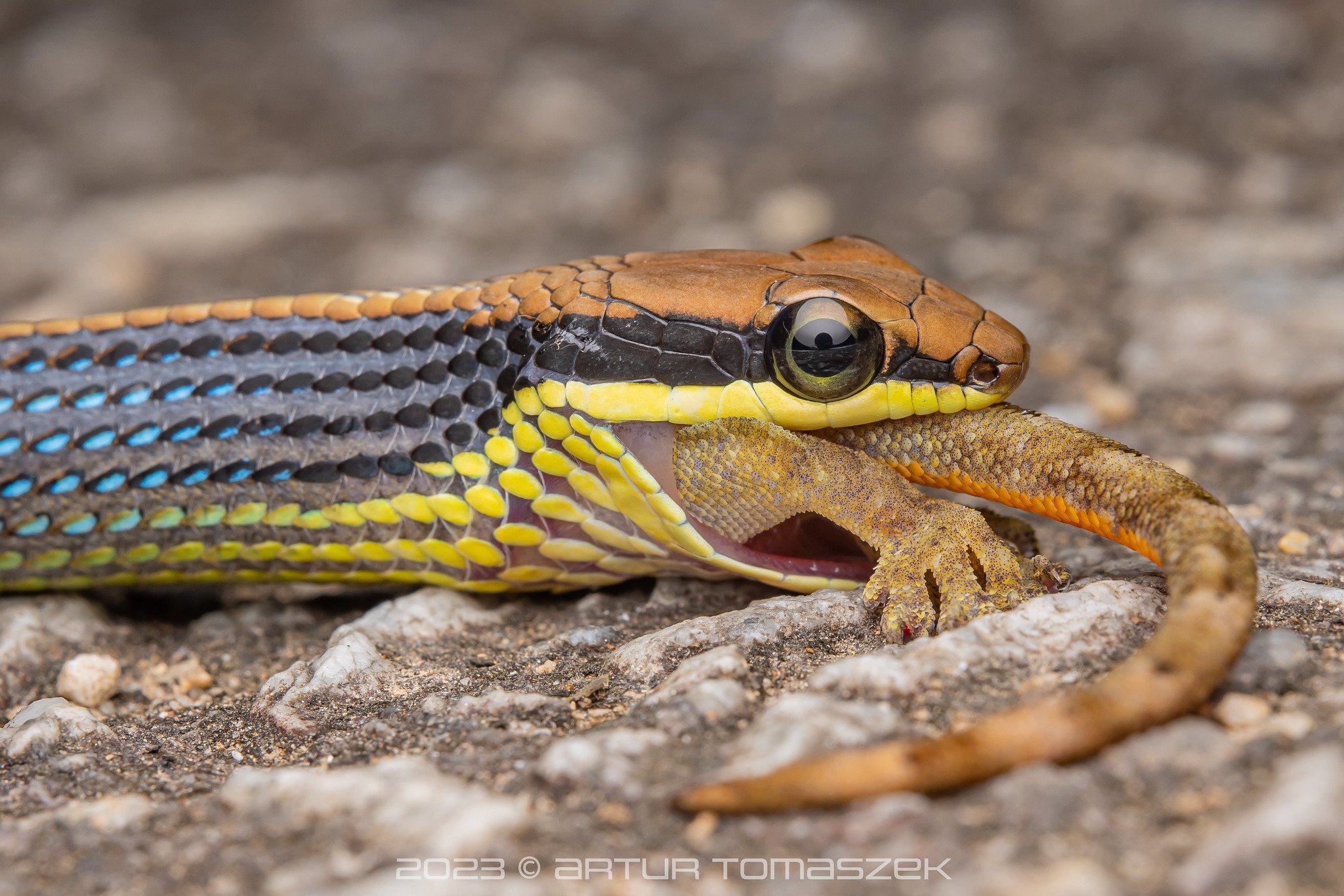 Dendrelaphis cyanochloris.jpg