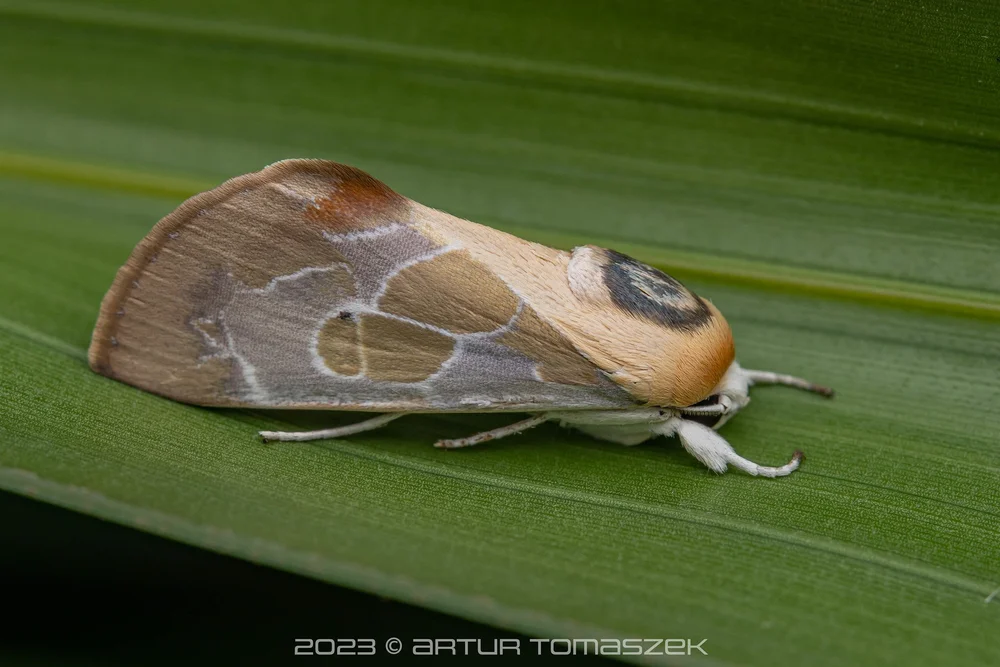 Westermannia sp..jpg