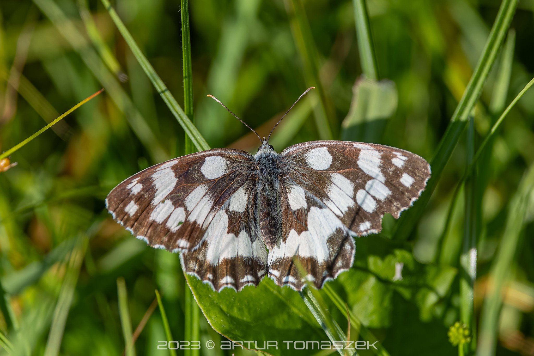 Melanargia galathea.jpg