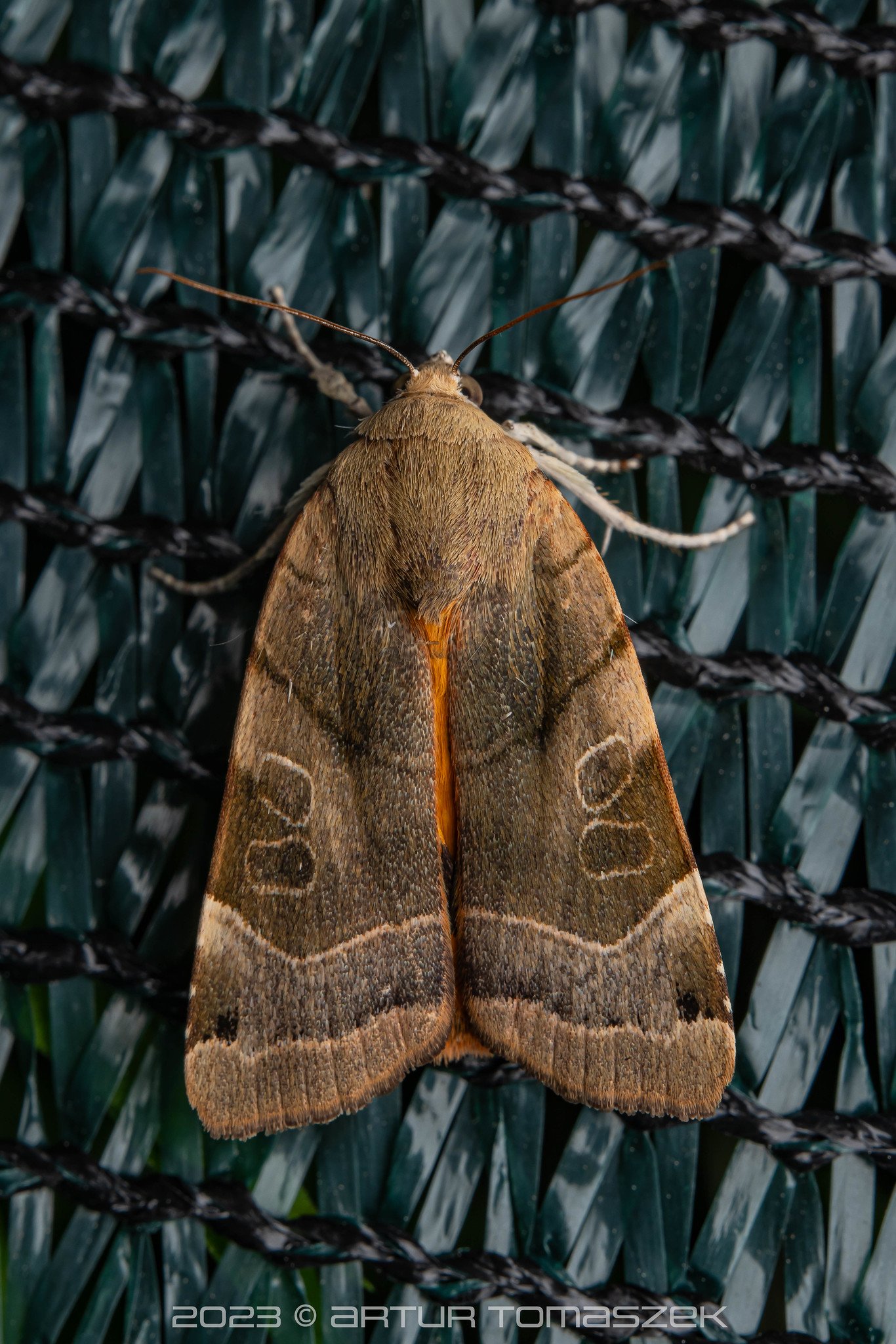 Noctua fimbriata.jpg