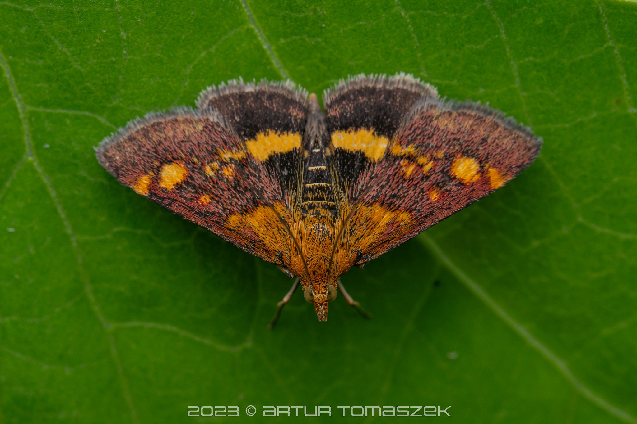 Pyrausta aurata.jpg