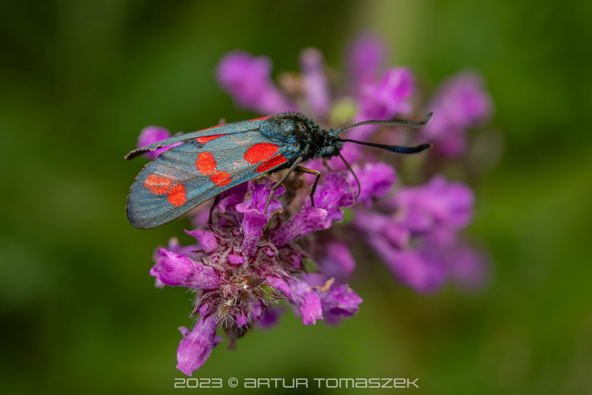 Zygaena filipendulae.jpg