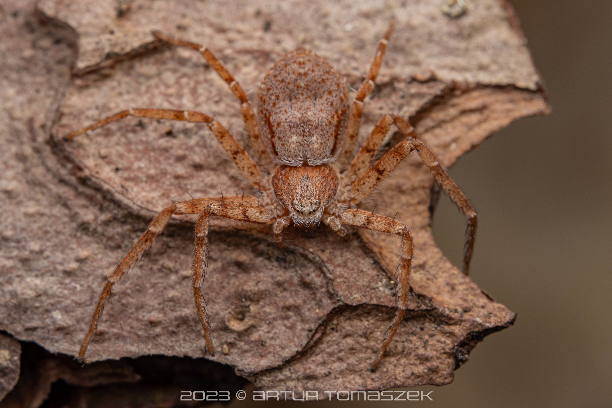 Philodromus fuscomarginatus.jpg