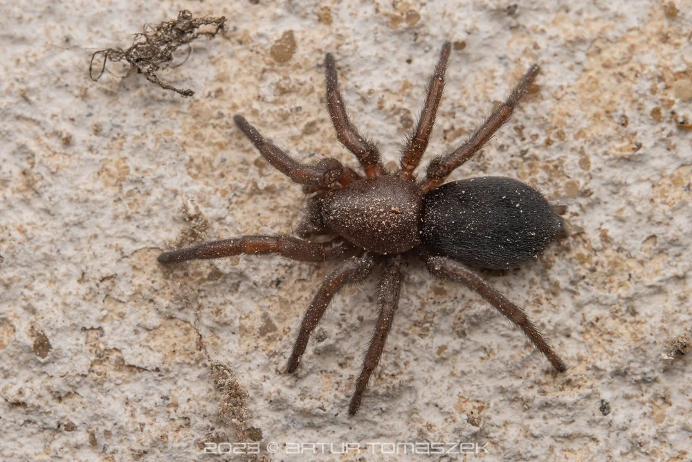 Scotophaeus sp..jpg