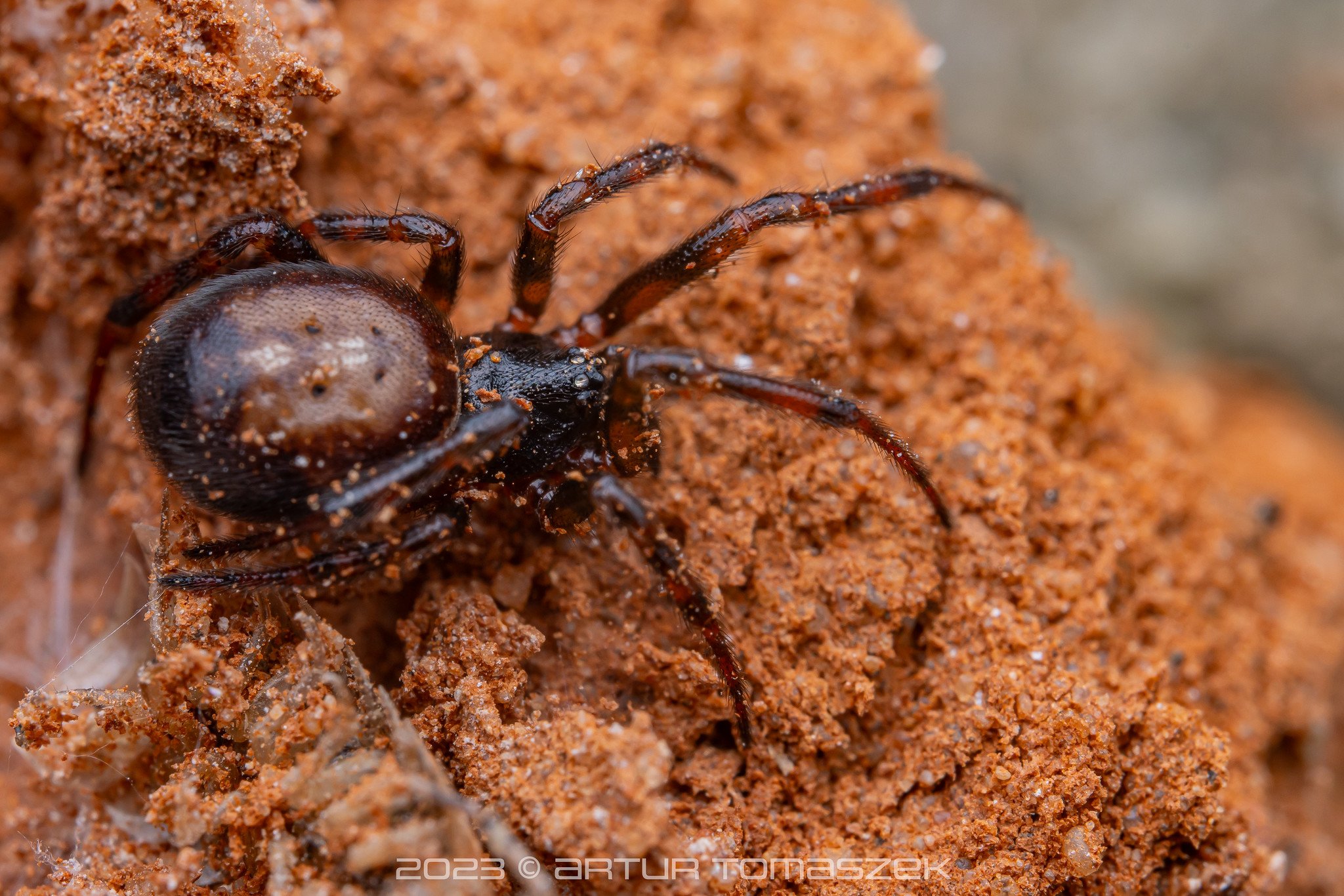 Steatoda bipunctata.jpg