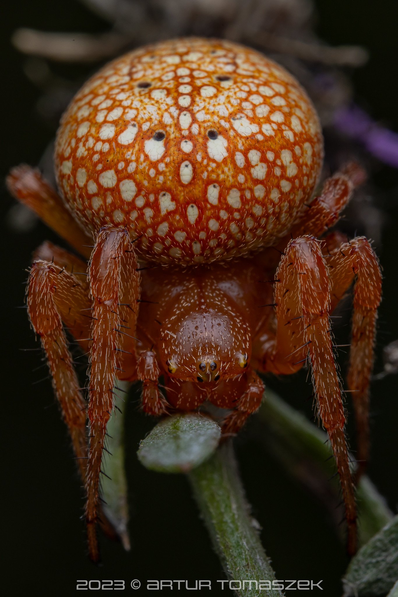 Araneus alsine.jpg