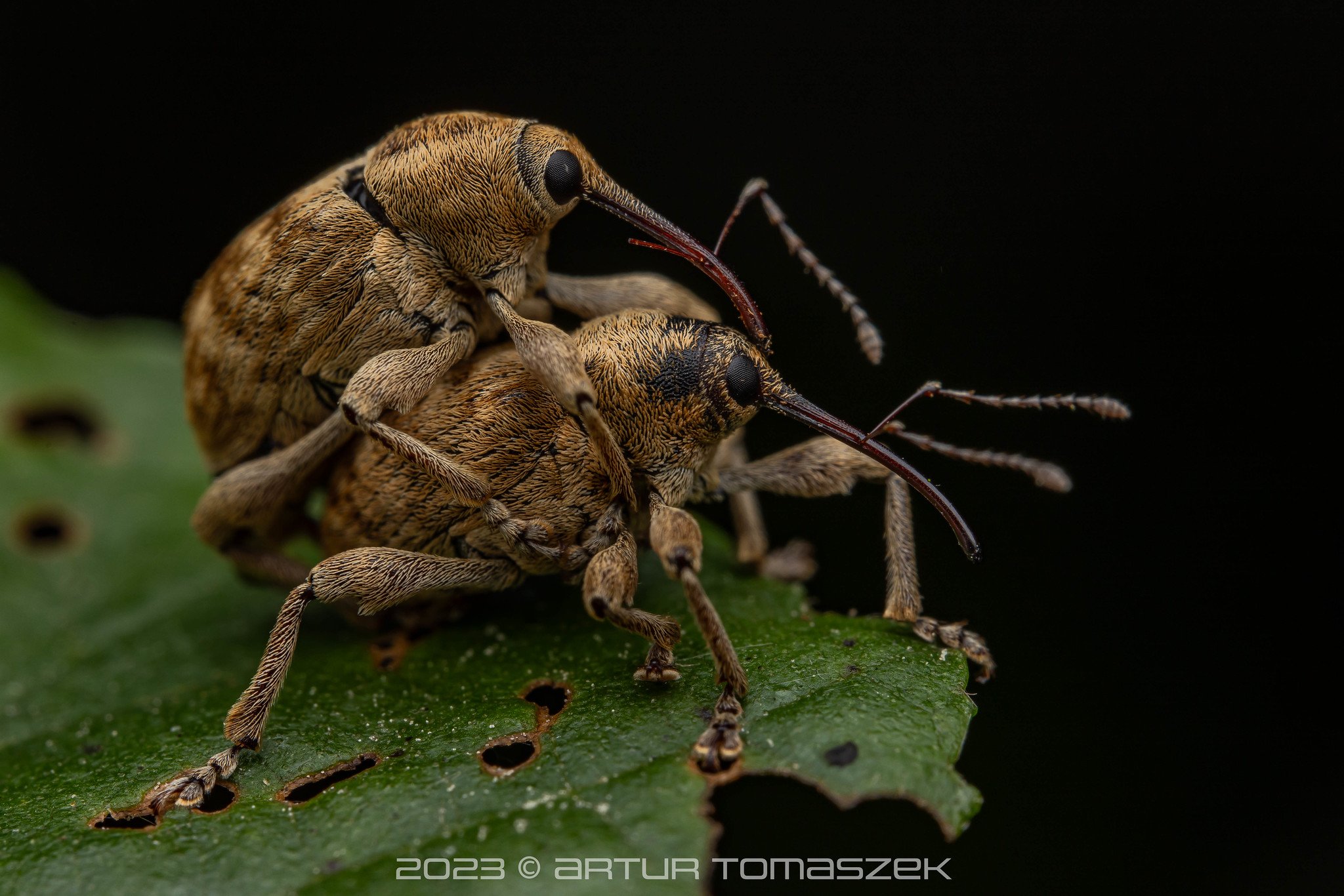 Curculio sp..jpg