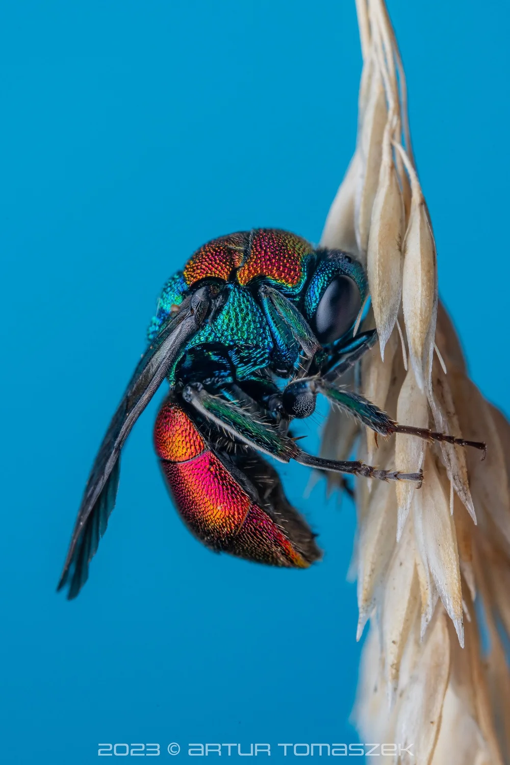 Hedychrum sp..jpg