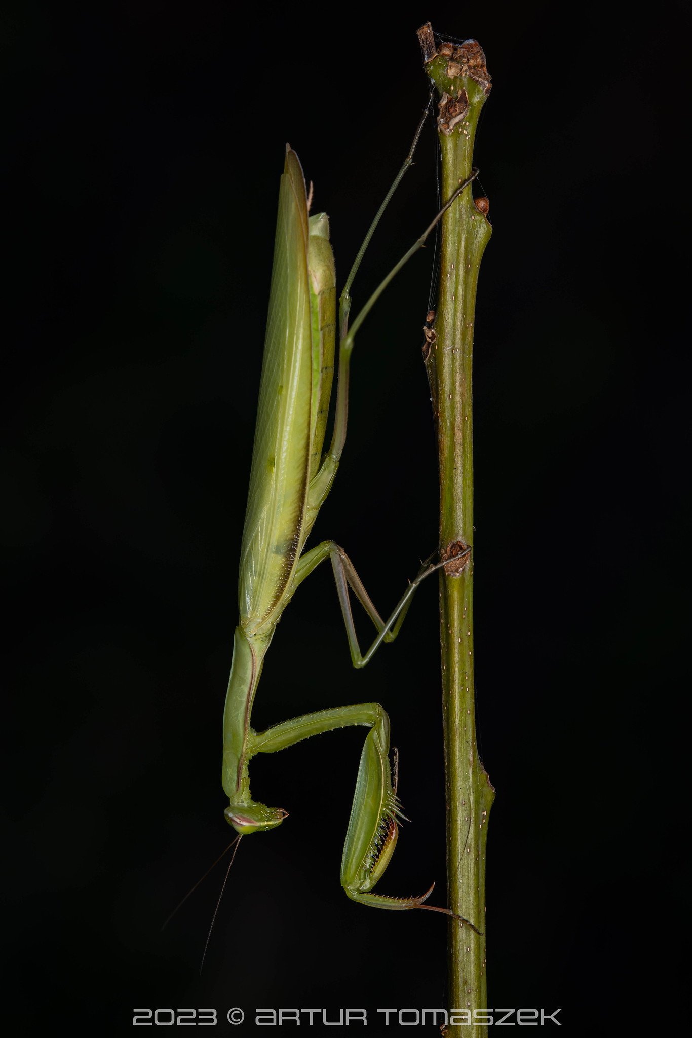 Mantis religiosa.jpg