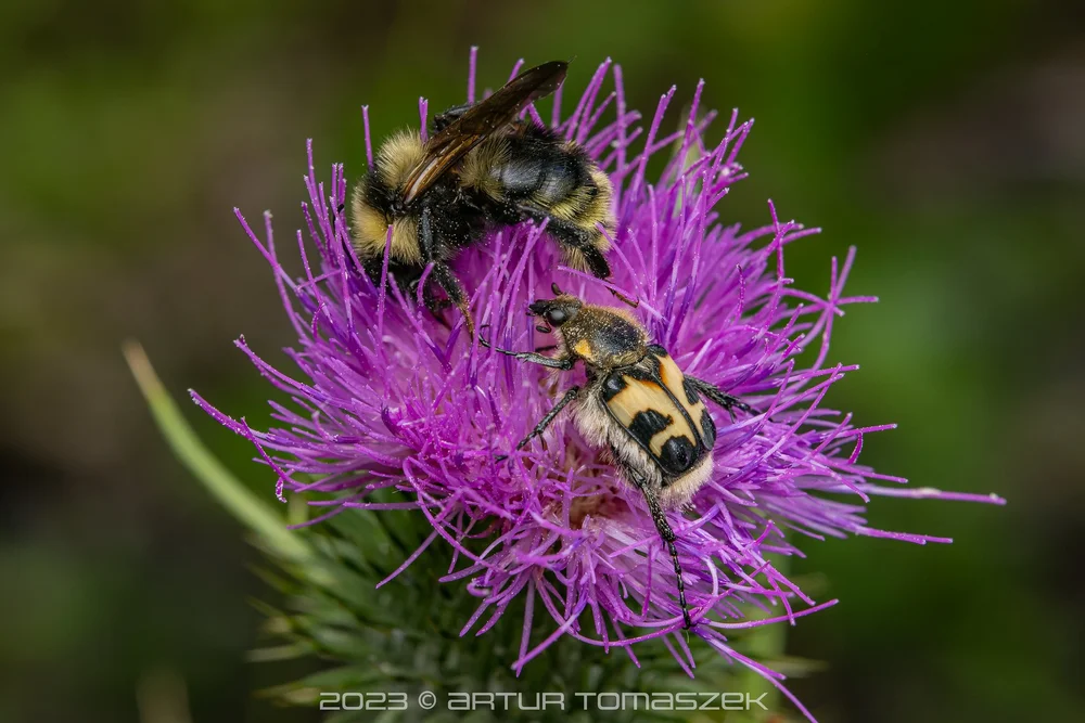 Trichius sp..jpg