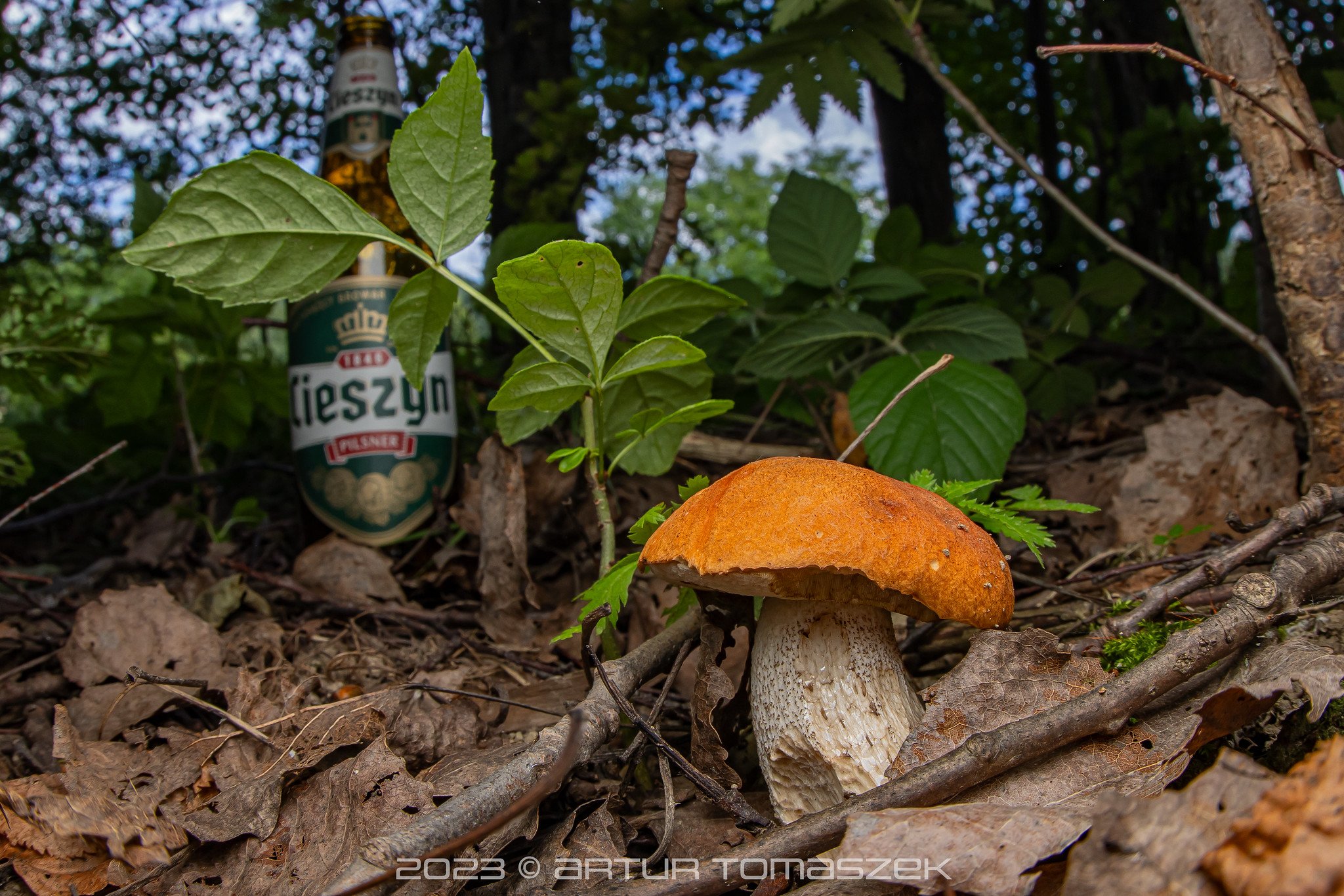 Leccinum albostipitatum.jpg