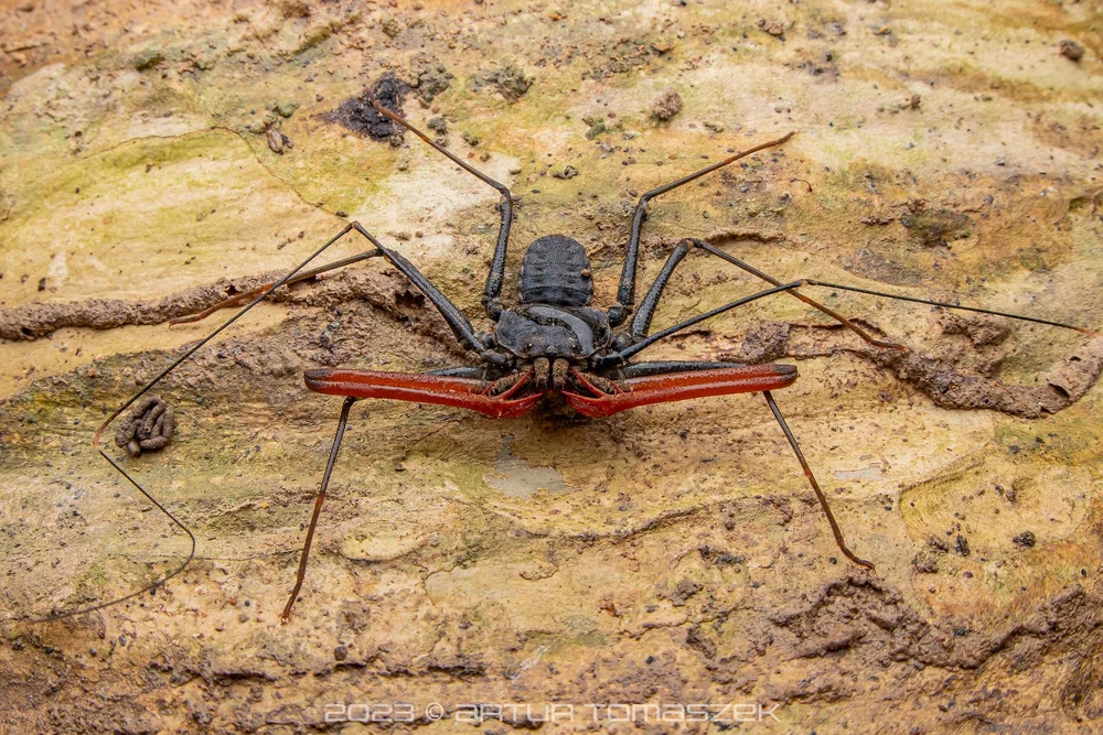 Amblypygi.jpg